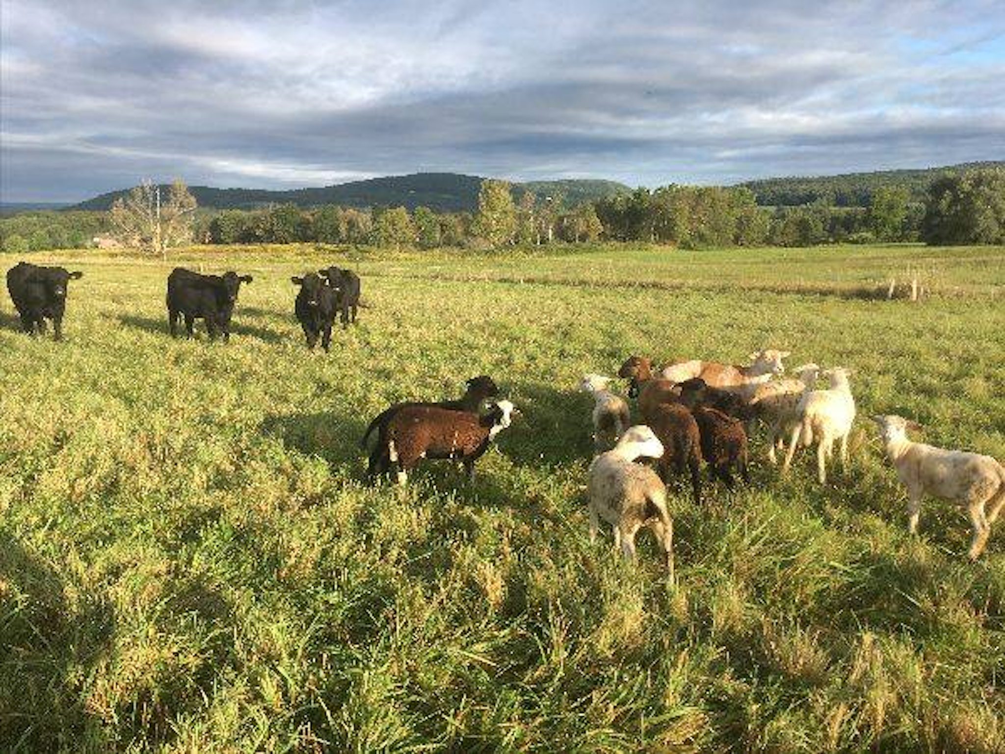 There's something deadly lurking in your pastures... Read "Deadly Pastures" by Erica Frenay @Shelterbelt Farm in Brooktondale, NY.
https://online.fliphtml5.com/uhauf/vbuj/#p=34
#regenerativegrazing @cornellsheeppro Cornell Cooperative Extension @nofais4farmers #mobgrazing