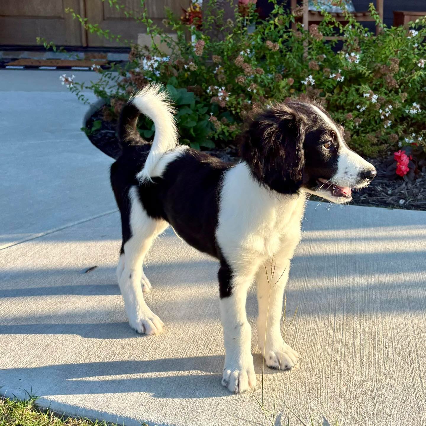 Mr. Frappe - our 3.5 month old F2b Unfurnished Moyen Bernedoodle - is looking for his forever family 🏡
He loves to be outside and is very playful, but equally enjoys chilling out and chewing a bone 🦴 He has a beautiful, very low maintenance double coat that self regulates his body temperature. He anticipate him to be between 50-65 lbs full grown.
He is also doing great with crate, potty & leash training and he is up to date on vaccinations. Contact us for more info!
#Bernedoodle #BernedoodlePuppy #BernedoodleBreeder #BernedoodlesOfInstagram #StandardBernedoodle #BernedoodleLovers #TexasBernedoodles #DFWPuppies #BernedoodleUSA #PuppiesNearMe
#PuppyGram #InstaPuppy #DoodlePuppy #DoodleOfTheDay #Dogstagram #PuppyOfInstagram