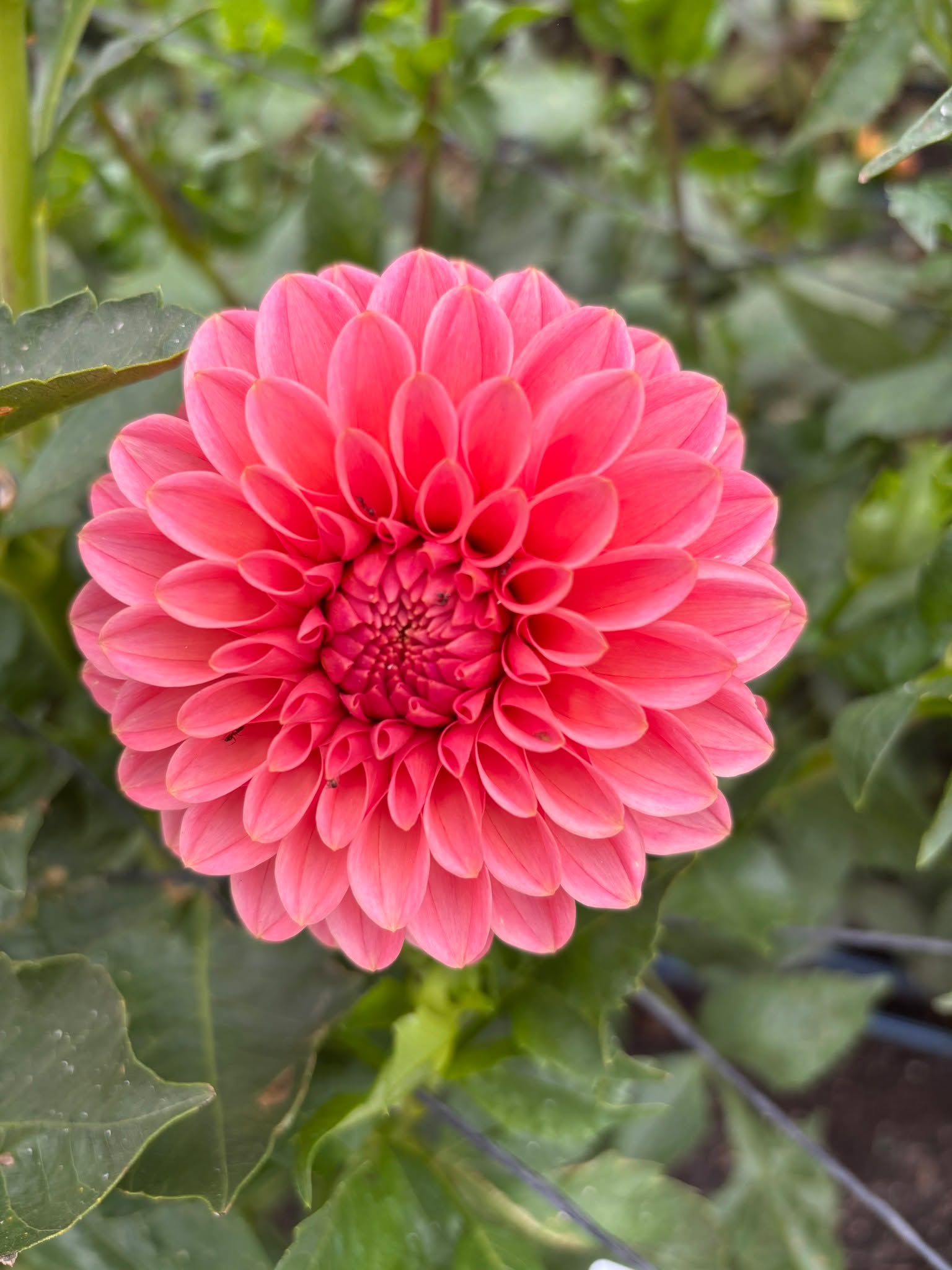 ๐ธ Dahlia Winter Prep Clinic: Dig, Divide & Store ๐ฟ
Sunday, November 2, 2025 | 1:00 PM - 3:00 PM
At City Farm SLO
Donโt let your dahlias turn to mush this winter! ๐ฑ
The Central Coast Dahlia Society (CCDS) is teaming up with City Farm SLO for a hands-on clinic where local experts will show you how to:
๐ชด Lift your dahlia tuber clumps
โ๏ธ Divide them for propagation
โ๏ธ Store them properly for a garden full of blooms next season
Open to the public โ no registration needed! Come learn, get your hands dirty, and keep your dahlias thriving.
#CityFarmSLO #DahliaCare #WinterPrep #GardeningTips #HandsOnLearning #CCDS #CentralCoastGardening