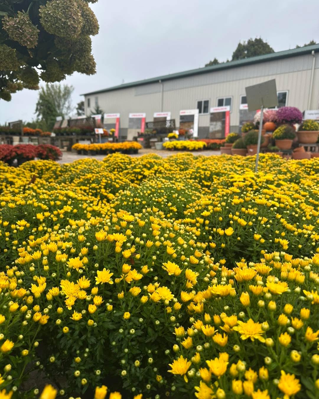 Celebrate Fall with some beautiful Mums!
We have every color you need and sizes as well!
It’s also a great time to plant Perennials, Shrubs, and Trees!
35% off Perennials
30% off Shrubs
25% off Trees
We’re open 10-5!
#gardencenterlife #gardencenter #stcharlesillinois #genevaillinois #bataviaillinois #sugargroveil #oswegoil #stcharlesil #auroraillinois #genevail #oswegoillinois #bataviail #sugargroveillinois #aurorail