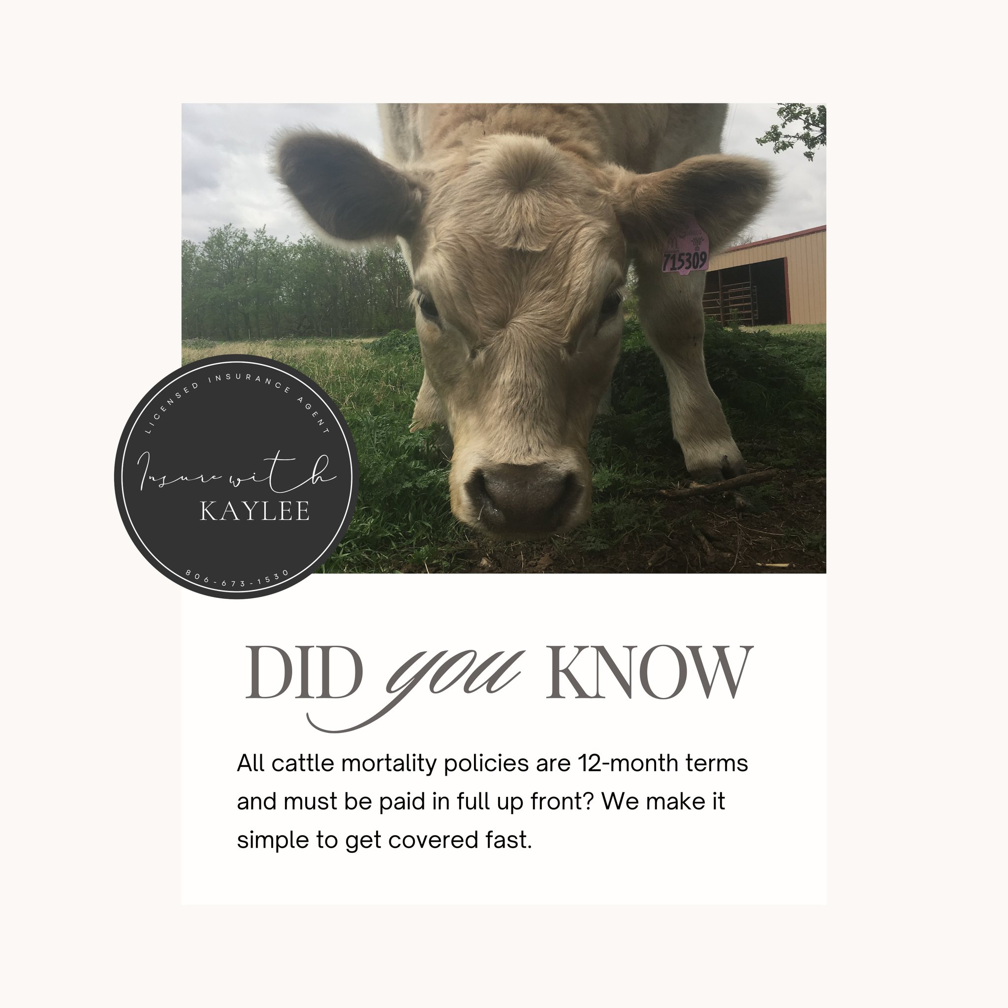 12-month term. Paid in full. Covered fast.
That’s how simple livestock protection can be.
Insurewithkaylee@gmail.com
https://www.kayleeimkeequineagent.com/
#CattleCoverage #InsureWithKaylee