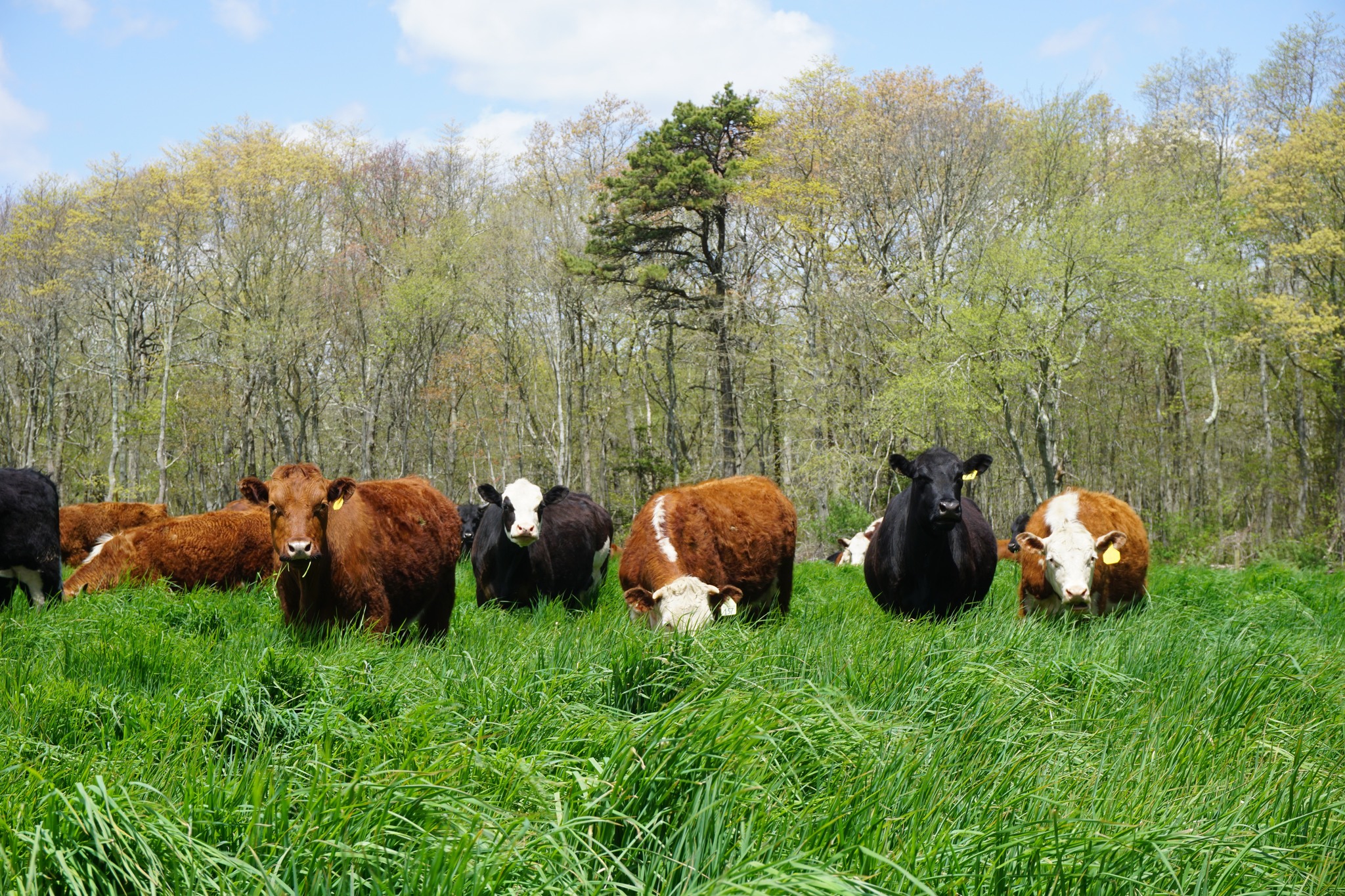 "If you want to be a good livestock farmer, don't buy a tractor or a barn," says Ridge Shinn @Northeastgrassfedbeefinitiative @grassfedbeefvt @grassfedexchange NOFA/Mass @nofamass Read the whole story in our Summer issue, now online: https://online.fliphtml5.com/uhauf/vbuj/#p=31