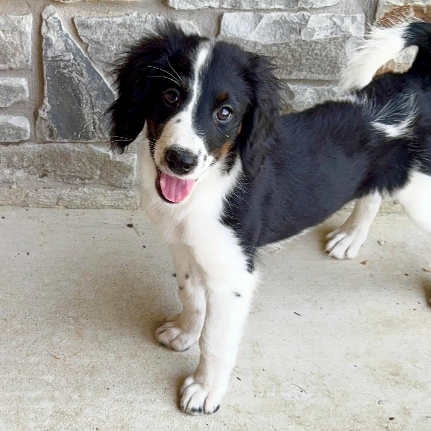 Meet Frappe - he’s our last Unfurnished F2b Moyen Bernedoodle from Sola + Bernie. He has a beautiful Tri-Color Parti Double Coat.
🙋♀️ What is a double coat? We’re glad you asked! A double coat is two layers of fur: a soft, thick undercoat and a longer, weather-resistant topcoat. A double coat requires less maintenance than a traditional doodle coat - most can be done at home. The two-layer coat also helps regulate their body temperature, keeping them cool in summer and warm in winter.
Unfurnished Bernedoodles 🐾 are rare and highly sought after due to their majestic appearance. They look more like a Bernese Mountain Dog, but with a longer life span (because of the poodle genes 🧬 ) and less shedding.
He is 12 weeks old, up to date on vaccinations 💉 and doing great with potty, crate, command and leash training.
📱Contact us for more info!
#Bernedoodle #BernedoodlePuppy #BernedoodleBreeder #BernedoodlesOfInstagram #BernedoodleLovers #TexasBernedoodles #DFWPuppies #BernedoodleUSA #PuppiesNearMe
#PuppyGram #InstaPuppy #DoodlePuppy #DoodleOfTheDay #Dogstagram #PuppyOfInstagram