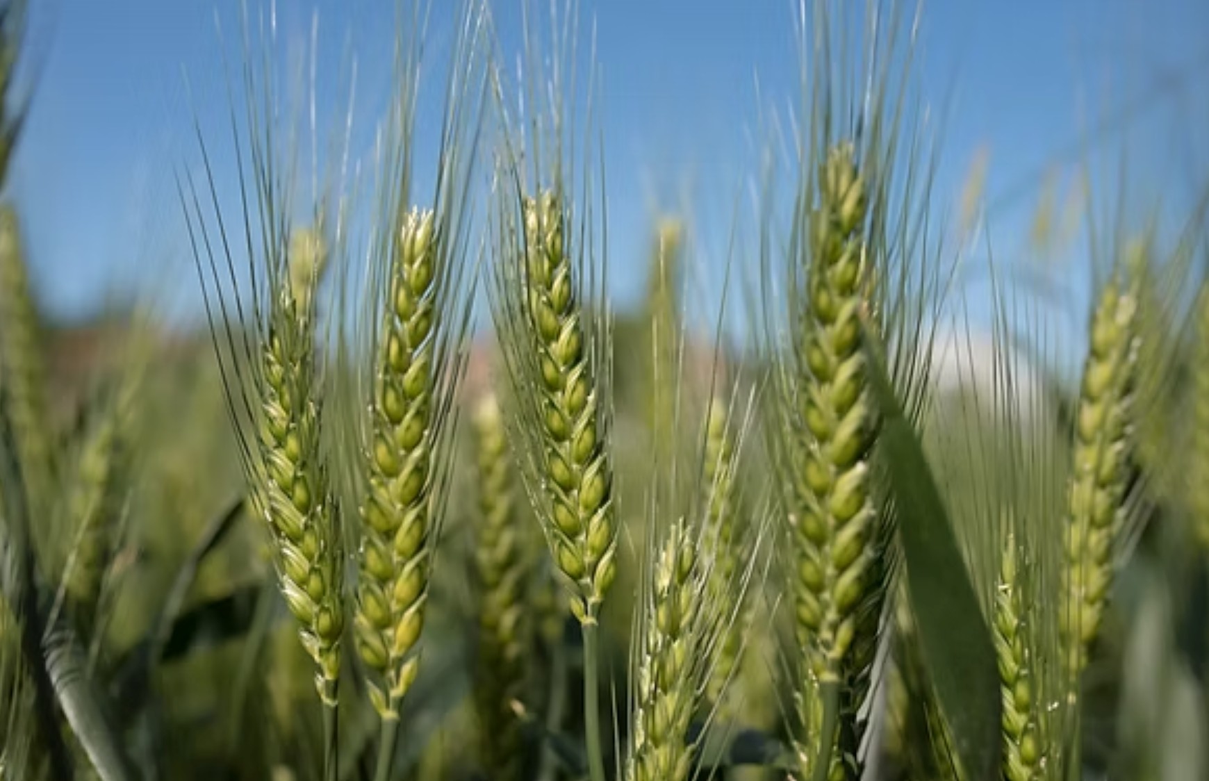 🌾 RGT TORONTO – Grano tenero ad alta resa e resistenza!
Una varietà medio-tardiva che unisce ottima produttività, resistenza all’allettamento e adattabilità eccellente.
La sua spiga aristata e la fertilità elevata garantiscono risultati costanti anche in condizioni difficili.
💪 Caratteristiche principali:
• Non alternativo – Medio tardivo
• Ottima resistenza al freddo
• Taglia media e spiga aristata
• Peso specifico e produttività ai massimi livelli
🔗 Scopri di più su www.semetica.com
CATALOGO 2025 👉 https://lc.cx/os7kBN
#Semetica #Agricoltura #Innovazione #Cereali #Campagna2025 #GranoTenero #RGTToronto #AltaResa #CampiItaliani