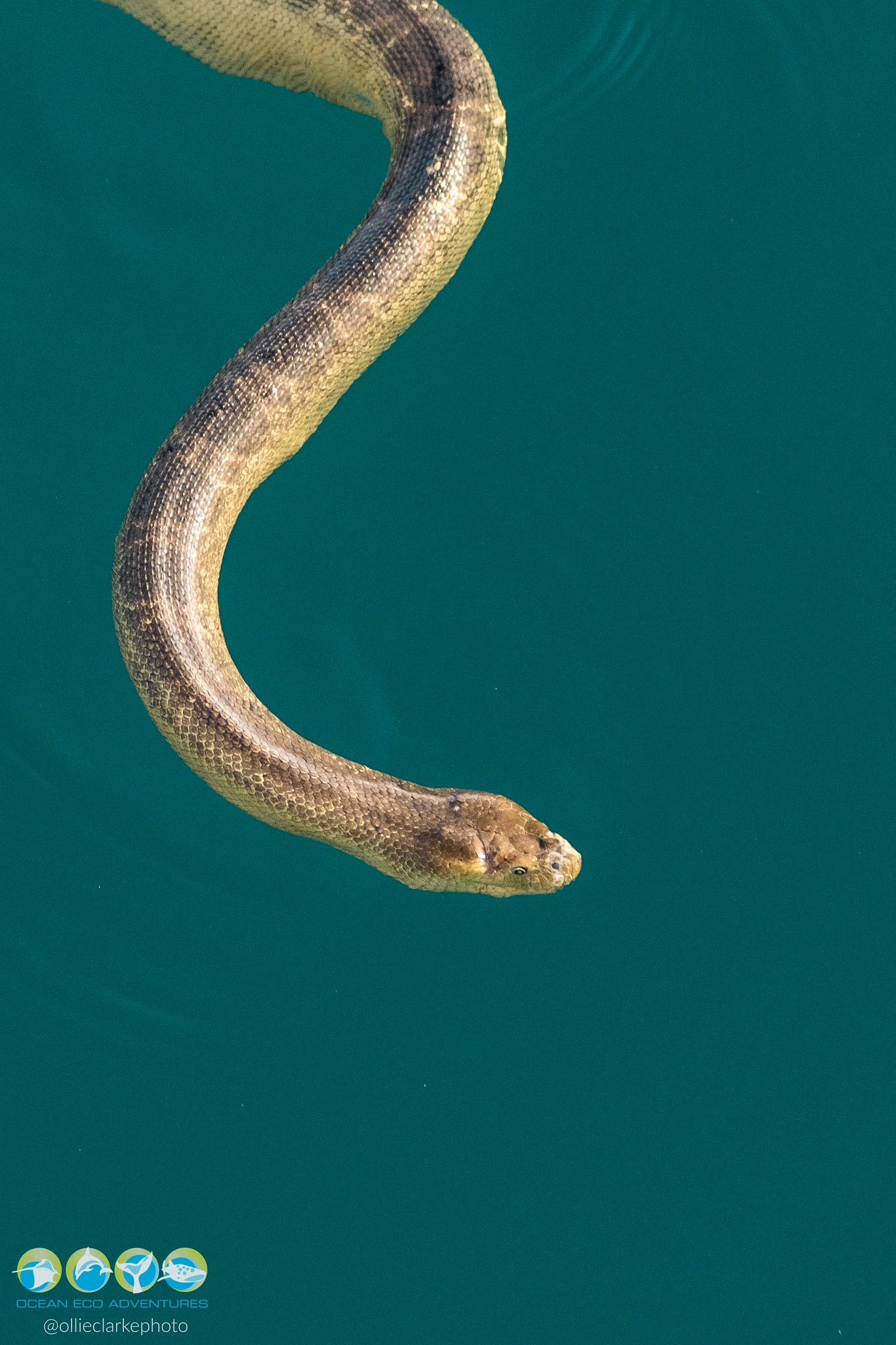 🐍💦 A Surprise Visitor in the Gulf!
During one of our recent cruises, we were lucky enough to spot an Olive Sea Snake gliding gracefully through the calm waters of the Exmouth Gulf! 🌊
These fascinating reptiles are among the largest sea snakes in the world, growing up to 2 metres long. Unlike eels or fish, Olive Sea Snakes are air-breathing reptiles — they have to come to the surface to breathe, even though they can stay underwater for up to two hours! 😮
They’re named for their beautiful olive-brown colour, which helps them blend perfectly with the Gulf’s sandy seafloor. Curious but generally shy, these snakes often come up close to inspect snorkellers or boats, using their incredible sense of smell (through their tongue, just like land snakes!).
Encounters like this are a wonderful reminder of how rich and diverse the Exmouth Gulf ecosystem truly is — every cruise holds something new to discover. 💙🐬
📸 credit @ollieclarkephoto
#OceanEcoAdventures #OliveSeaSnake #ExmouthGulf #MarineWildlife #NingalooMagic #WhaleWatching #Latitude22 #WildAustralia #OceanEncounters #VisitNingaloo