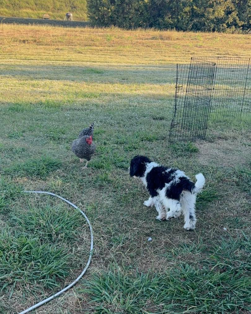 Pictures of the week! Ramen got brave and tried to play with the chickens this weekend…the ladies weren’t having it 😆
I love that we have opportunities like this to socialize our puppies with all sorts of animals! BONUS - Ramen was adopted by a family in San Antonio this weekend, but they aren’t picking him up for several weeks, so he will spend more time with us here on the homestead doing training, socializing and further preparing him for his new home!
#Bernedoodle #BernedoodlePuppy #BernedoodleBreeder #BernedoodlesOfInstagram #MiniBernedoodle #StandardBernedoodle #BernedoodleLovers #BernedoodlePuppiesForSale #TexasBernedoodles #DFWPuppies #BernedoodleUSA #PuppiesNearMe
#PuppyGram #InstaPuppy #DoodlePuppy #DoodleOfTheDay #Dogstagram #PuppyOfInstagram