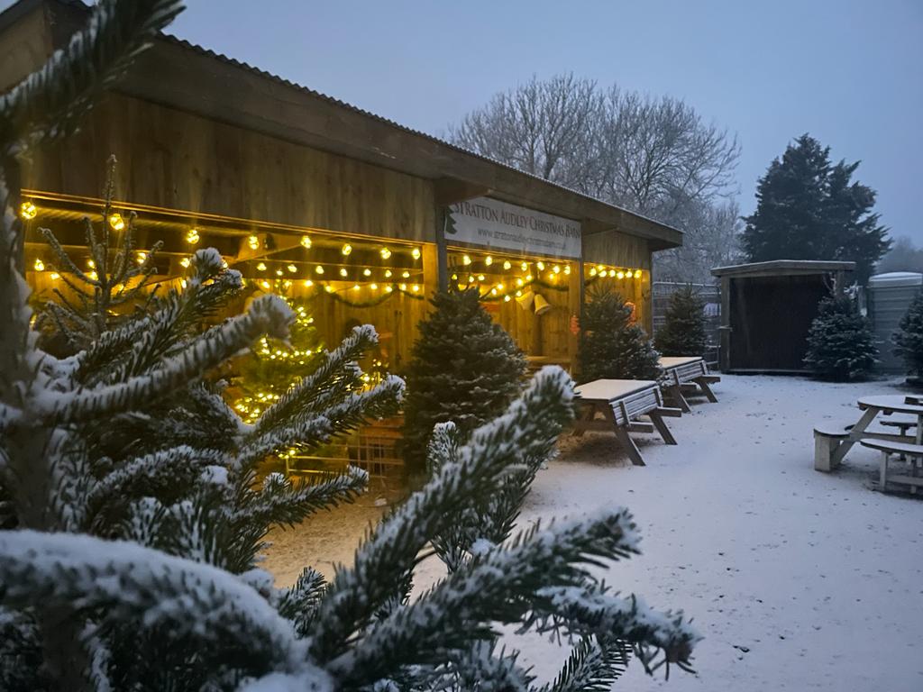 🎄✨ Christmas Tree Pre-Orders Are NOW OPEN🎄✨
Our beautiful British-grown Christmas trees — fresh from the hills of Wales — are available to pre-order now! 🌲
From 4ft to 10ft Nordmann Fir and 5-7ft Fraser Fir (in stock from 29th Nov) or get ahead & pre-order yours today.
🚚 Free delivery for Stratton Audley customers, with delivery from £8 for surrounding areas and beyond. Collection from the Barn also availabe!
🗒For Norway Spruce, Special sizes of any variety or corporate orders, get in touch via our webform for a quote.
👨👩👧👦 In Stock at the Barn from 29th November, bring the whole family along to choose your tree.
🔗https://www.strattonaudleybarn.co.uk/shopchristmastrees
#StrattonAudleyBarn #ChristmasTrees #BritishGrown #PreOrderNow #ShopLocal