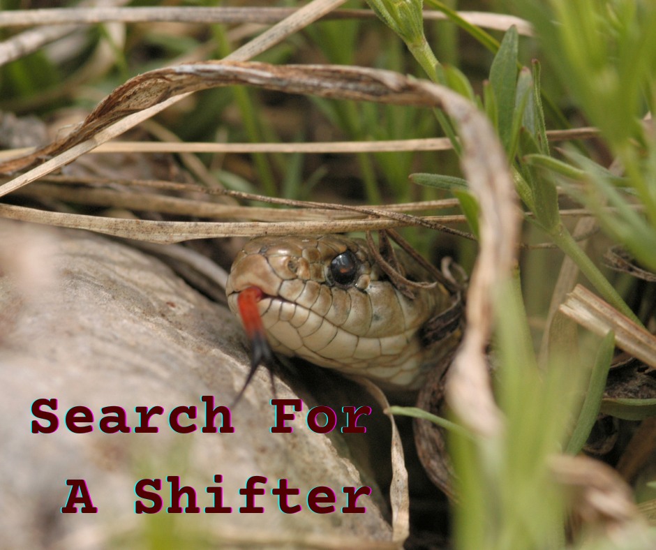 How easy it is to disappear into the wilds as a shifter. How easy it is not to be found. Crews combed the area, dogs catching my scent and then losing it again. I was playing with them. I’d always wondered if my scent changed with my form.
No one knew what I was. No one knew I could change form. If they had known, maybe they would have given up the search before it even began. I knew what awaited me if they ever found out the truth.
Exorcisms, an endless parade of people telling me I was wrong for existing, that I was a monster. Who knows, they might even try to kill me when they discovered I couldn’t be cured. So here I was, watching them conduct a search that they would never complete. Watching them walk right over me and they would never know. Watching their dogs shy away from my serpent body and rattling tail.
They were looking for me, and I was following them.
#diaryofanindieauthor #WritingBlog #indieauthor #writinginspiration #tellingstories #flashfiction #Urbanfantasy #urbanfantasyflashfiction