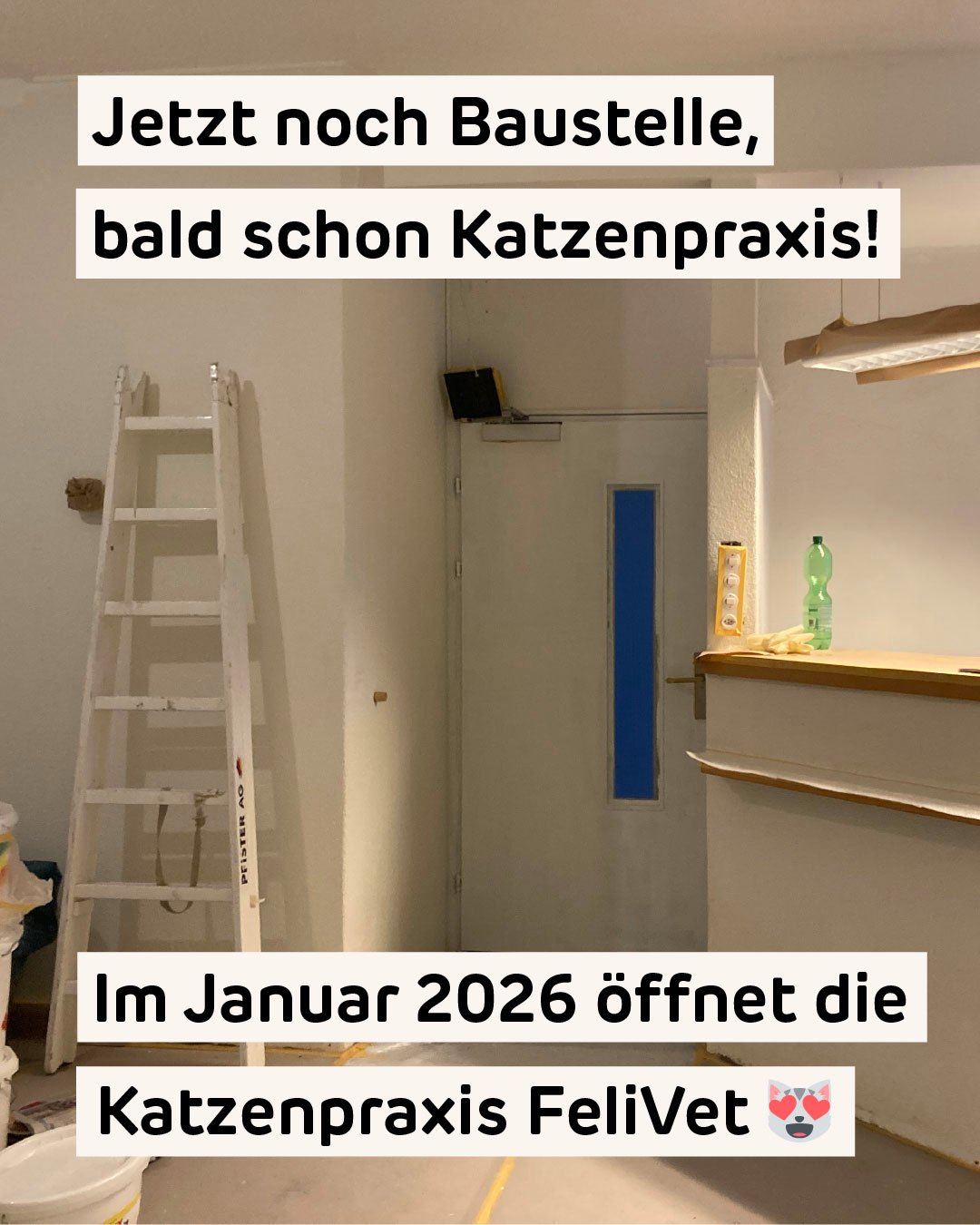 Eröffnung im Januar 2026! 😻
In den Räumen der ehemaligen Kleintierpraxis Schnepfenmatt entsteht die erste Katzenpraxis im Raum Solothurn. Wo es jetzt noch laut ist und nach frischer Farbe riecht, herrscht bald schon eine ruhige Atmosphäre mit einem leichten Duft von Katzenminze. 😇
…und warum nur Katzen? Weil sie ganz andere Bedürfnisse haben als Hunde, die meist im Zentrum stehen. Katzen brauchen viel mehr Ruhe, einen besonders vorsichtigen Umgang und, na ja, keinen Hundegeruch!
Wir halten euch auf dem Laufenden, wie es weitergeht!