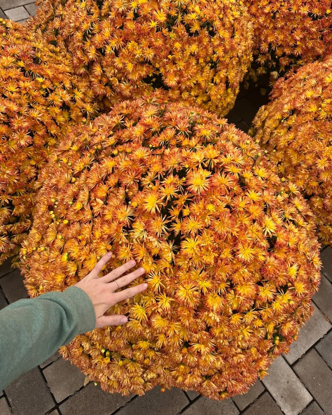 Need some quick color with big impact!
These are perfect for you!
We have everything you need for Fall!
We’re open 10-5!
#gardencenters #gardencenterlife #gardencenter #stcharlesillinois #genevaillinois #bataviaillinois #sugargroveil #oswegoil #stcharlesil #auroraillinois #genevail #oswegoillinois #bataviail #sugargroveillinois #aurorail