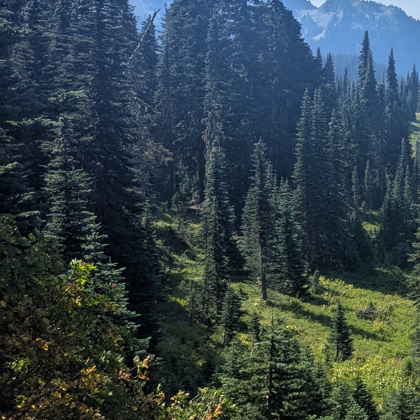 Where the vision came into view