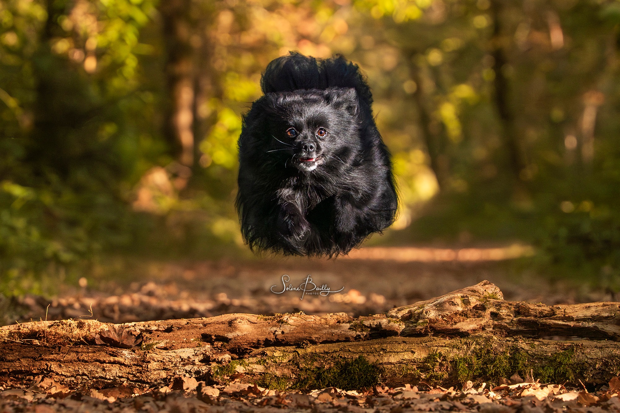 Un petit museau bondit dans la lumière dorée, et soudain, la forêt toute entière semble sourire 🥰
Sky (alias "Petit Ciel") en plein effort !
.
.
#chien #doglover #dog #doglife #dogsofinstagram #automne #shooting #spitz #spitzlovers