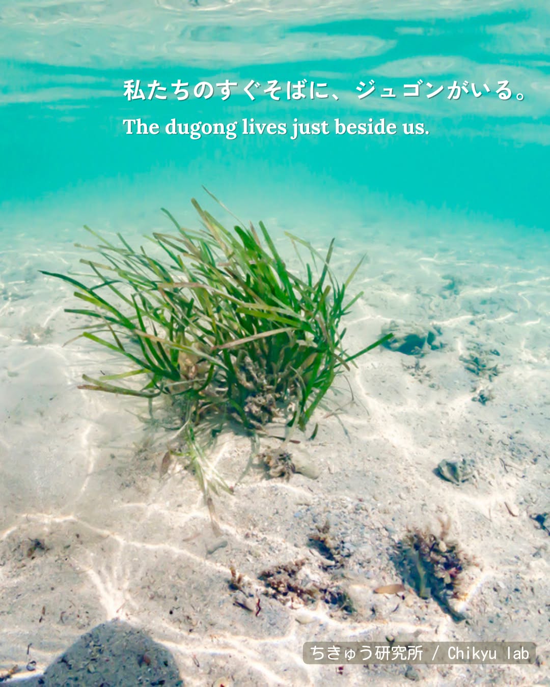 海草は、ジュゴンのだいすきなごはん。
ジュゴンは、海草を食べながら
海の底をゆっくり進みます。
そうして残るやわらかな“あと”は、
ジュゴンがそこにいたしるし。
私たちのすぐそば、浅い海に、
今でもジュゴンがやってきています。
私たちのお隣さん、ジュゴンに、
いつか会える日がきますように。
Seagrass is the dugong’s favorite meal.
As it grazes, the dugong moves slowly across the seabed,
leaving gentle traces —
signs that it has been there.
In the shallow waters close to us,
dugongs still come to feed.
May the day come
when we meet our gentle neighbor again.
#宮古島 #エコツアー #生物多様性 #ジュゴン #生物多様性保全 #環境問題
#miyakojima #miyakoisland #dugong #biodiversity #ecotourism #ecotour