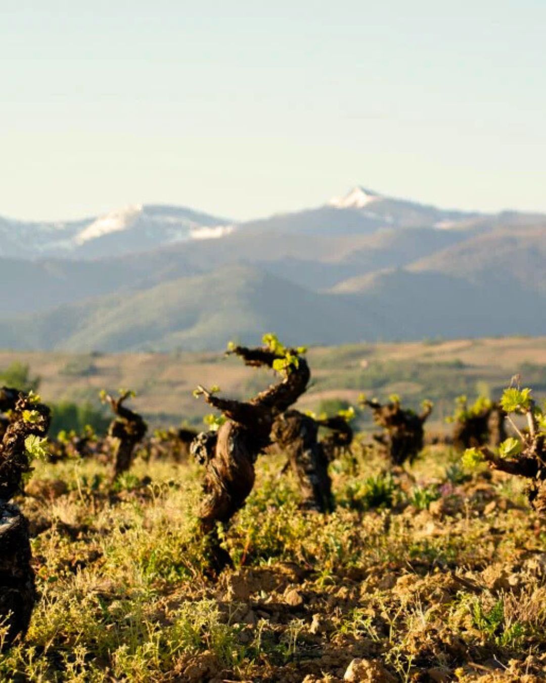 La bodega Akilia, situada en el Bierzo y dirigida por Mario Rovira, se caracteriza por la diversidad geológica de sus viñedos, lo que aporta singularidad y complejidad a sus vinos. Sus parcelas principales —Villarín, Fontairo y Valdesacia— presentan distintos tipos de suelo y orientaciones: Villarín es una ladera este con suelos franco-arenosos sobre cuarcitas, Fontairo, ladera oeste, cuenta con suelos franco-arcillosos sobre pizarra, y Valdesacia, orientada al norte, posee suelos de cuarcita que otorgan mineralidad a los vinos. Las cepas, plantadas en vaso tradicional y con edades que van de 80 a 112 años, se benefician de estas condiciones para producir uvas concentradas y expresivas, reflejando fielmente el terroir del Bierzo con mínima intervención en bodega.
Entre sus vinos destacados se encuentra el Akilia Godello 2024, procedente principalmente de las parcelas Valdesacia y Fontairo. Fermentado de forma espontánea en acero inoxidable y barricas, y criado sobre lías finas durante varios meses, ofrece aromas delicados de frutas blancas y flores, con un marcado toque mineral. En boca es fresco, equilibrado, con acidez vibrante y un final largo y elegante.
