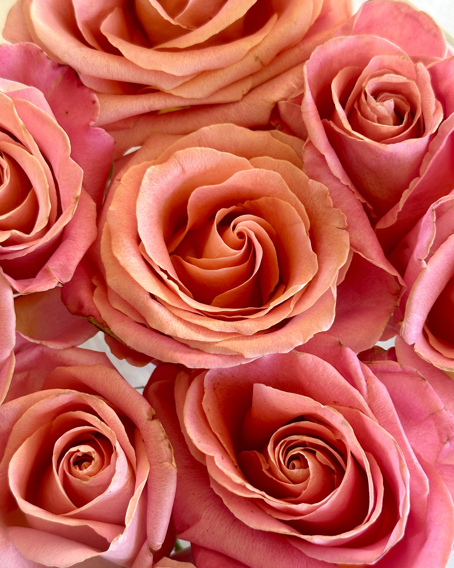 Our next project was such a fun one to create! 🌷
The main character? These stunning pink roses which were the heart of the piece! Soft, feminine, and full of personality - a wonderful reminder that every bouquet has its own unique story. Over the next few posts, I'll share what we created with these for Parker.
#bouquetpreservation #weddingflowers #preservedflowers #pinkroses #weddingbouquet #flowerpreservation #goldcoastbride #goldcoastwedding #bridalkeepsake #cherishedblooms #floraldesign #weddinginspiration #australianbride #modernbride #goldcoastflorist #weddingdetails #preservedflorals #bridalstyle #romanticwedding #keepsakeart