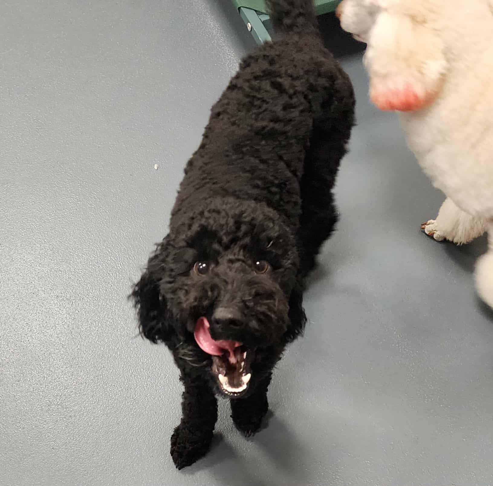 A glimpse into the happiest place ever ๐พ๐ฆดโจ Doggie Daycare!!