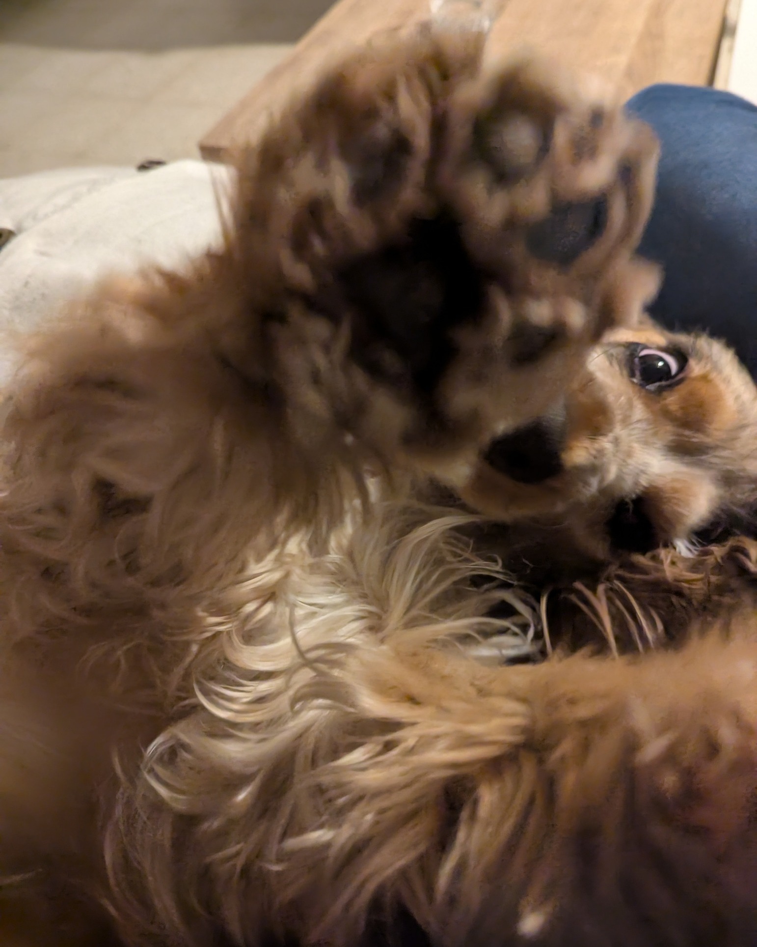 🐶 Nouveau service les massages et les différentes formules de promenades arrive pour les prestations de garderie de jour et d'hébergement – Comme à la maison ! 🏡
Vous cherchez un endroit chaleureux et sécurisé pour faire garder votre compagnon ? Vous partez en vacances, vous ne pouvez pas emmener votre chien mais vous souhaitez les meilleures vacances pour lui ?
Chez LROCKET, vos chiens sont accueillis comme à la maison — dans un environnement calme, familial et bienveillant à deux pas du Lac de Saint Ferréol (à Sorèze 81) , jardin clôturé ❤️
Titulaire de l'ACACED chien et chat, et du label excellence France Petsitter, je suis déclarée et formée au 1er secours canin. J'ai également obtenu mon diplôme de massage canin .
💡 Mes prestations :
🐾 Garderie de jour du lundi au dimanche de 9h-19h ( à discuter si autres horaires) (20€)
🐾 Hébergement à mon domicile pour vos weekends ou vacances (25 €/24 h)
💡 Exemple :
Si vous déposez votre chien le samedi à 9 h et le récupérez le dimanche à 19 h,
un supplément de 12,50 € est appliqué (soit la moitié du tarif journalier).
💡 Options :
🐾Promenade standard 1h : 20€
🐾Promenade longue sportive 1h30 : 30€
🐾 Massage découverte 30 min : 30 €
🐾Massage découverte 1h : 50€
📅 Disponibilités actuelles
Octobre
✅ Du 21 au 23 octobre 2 places disponibles
✅ 24 octobre 1 place disponible
✅ 25 octobre 2 places disponibles
✅ 27 au 31 octobre 2 places disponibles
Réservations déjà ouvertes pour novembre et décembre !
📍 Lieu : Sorèze (proche Revel, Castres, Toulouse Est)
📞 Contact : 06 88 83 50 56 ou en MP
📋 SIRET : 91268844700040
🐕 Vos loulous seront choyés, promenés et entourés d’amour pendant votre absence 🥰
💡 Chiens sociables uniquement
👉 Pensez à réserver dès maintenant, les places partent vite ! Des arrhes vous seront demandés pour confirmer la réservation.
https://www.lrocket.fr