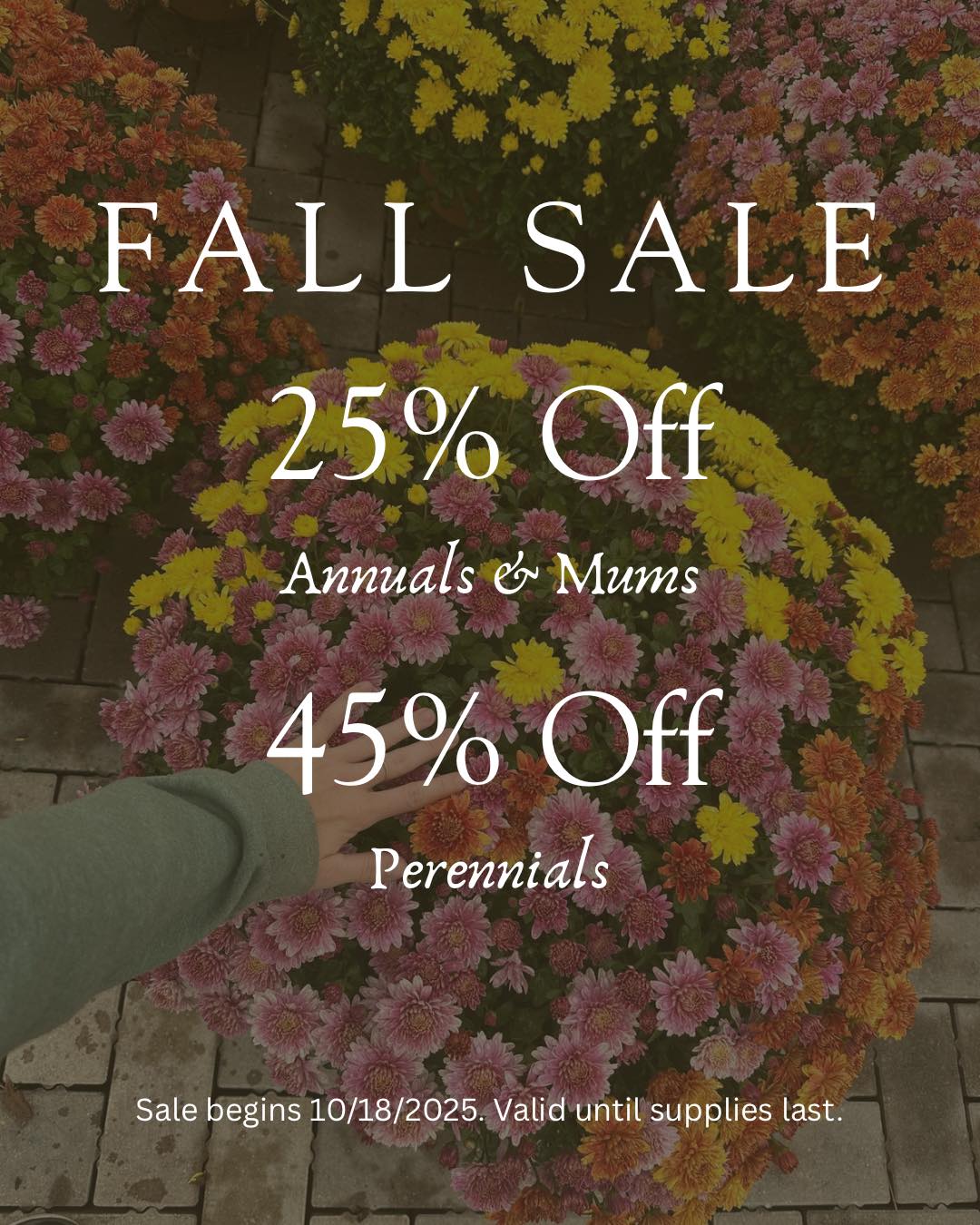 There’s a quiet wisdom in planting during the fall. 🌾
The soil is still warm, the sun a little gentler; perfect conditions for roots to settle in before winter’s rest.
Now’s the time to give your garden a strong start for spring.
🍁 25% off mums and fall annuals
🌿 45% off perennials
We’re open 10-5!
#gardencenterlife #gardencenter #stcharlesillinois #genevaillinois #bataviaillinois #sugargroveil #oswegoil #stcharlesil #auroraillinois #genevail #oswegoillinois #bataviail #sugargroveillinois #aurorail