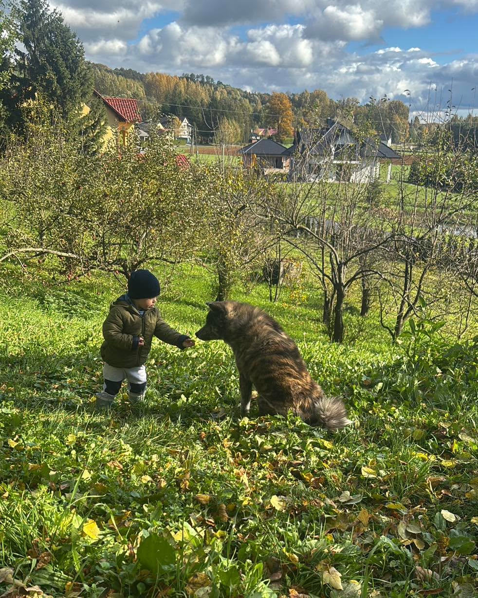 ,,Jedno winogrono dla Ciebie, drugie dla mnie, jedno dla Ciebie drugie dla mnie 🥹,, - razem smakuje lepiej ☺️🥰 #pieskiezycie #love #psy #akita #winogrona #edukacjaprzezzabawe