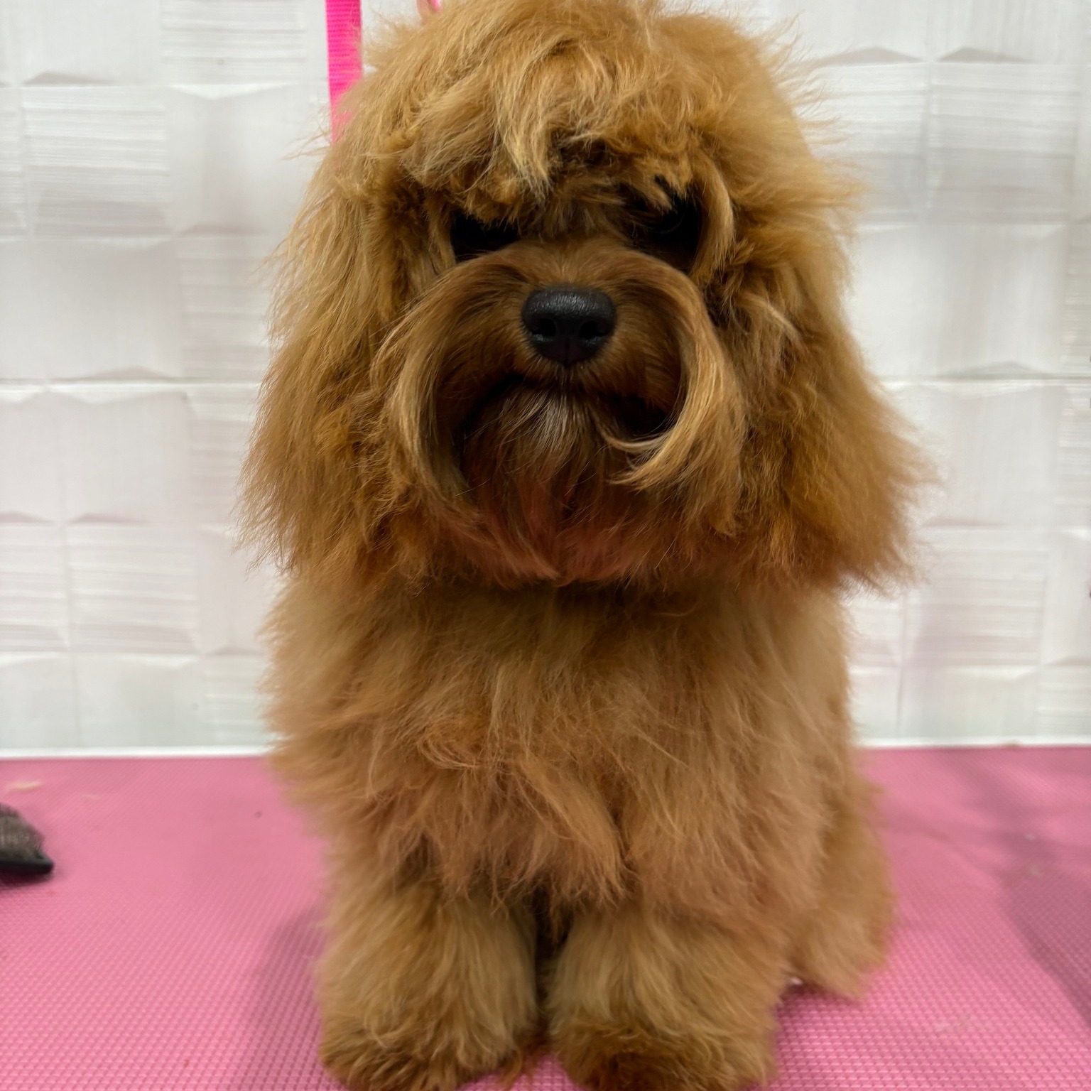 Sweet girl Amari had her first big girl haircut ๐ฅน๐ Swipe to see her adorable transformation!