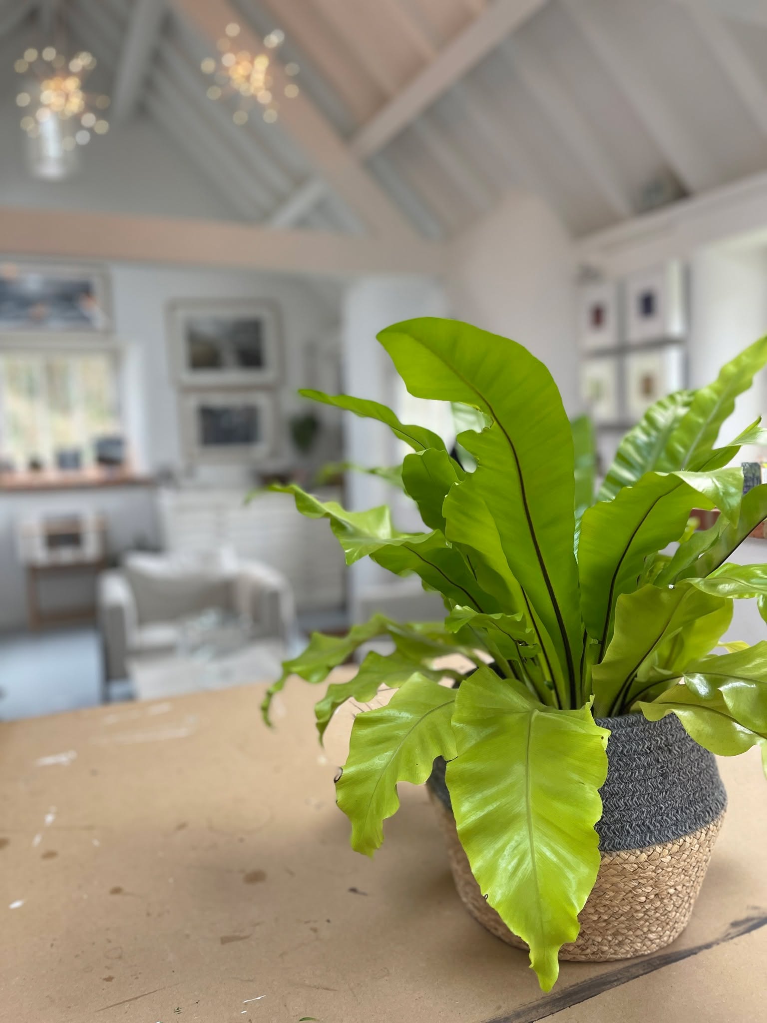 Social media gives us a glimpse into someone’s life but doesn’t always show you the true reality of what is going on or what a person has gone through. My studio is stunning, the setting is breathtaking and I often have to pinch myself that for the time being I get to call it mine.
That is why I love giving others the opportunity to experience this special place through open studio events, paint and sip workshops and the many other ideas that pop into my head that take me down yet another rabbit hole.
However those that know me well, know that my story is more complex than the carefully curated photographs that I put on here and that’s ok too.
So I just wanted to thank you if you are one of those people that have attended a workshop, bought a card, Limited edition Giclée print or Original painting. Or helped me in the many unseen practical ways that my friends and family have. Each time you do this it enables me to continue doing the thing that I love.
#acrylicartistsofinstagram #MindfulCreativity #chippenhamartist #acrylicartist #wiltshireartist #mindfulcreativity #personalgrowth #ukartist