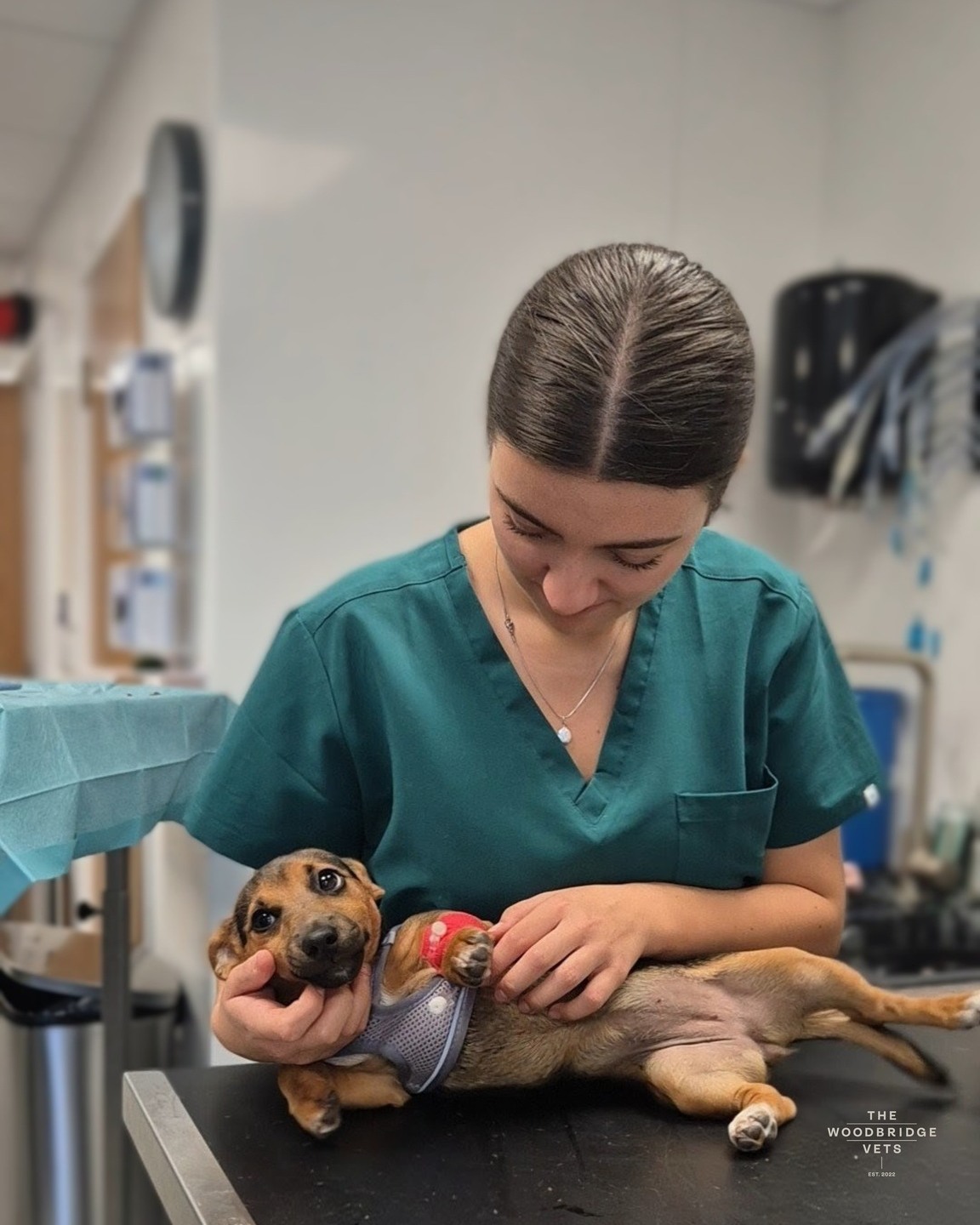 Meet Grace, very brave 3-month-old Jack Russell Terrier, who was referred to us by our wonderful colleagues at The Hadleigh Vets @hadleighvets after taking a tumble that left her unable to use her back legs properly.
X-rays revealed a fracture through the proximal tibial growth plate – a delicate area of developing bone that’s responsible for leg growth. This type of injury is known as a Salter–Harris fracture, which affects the growth plate in young animals. Because these areas are soft and still forming, they require very precise surgical repair to ensure the limb continues to grow normally.
Grace underwent a Salter–Harris fracture repair, performed by our vets Christiaan and Simon, who carefully realigned and stabilised the fracture to protect the growth plate and restore her leg’s function. The procedure required great skill and patience - working with tiny bones, delicate tissue, and one very brave little patient!
Throughout her stay, Grace made sure to look after our veterinary nurse Beth, showering her with cuddles ❤️ We’re thrilled to report that this determined little terrier is recovering beautifully. With rest, rehab, and her unstoppable energy, Grace will soon be back to her zoomies - faster than ever! 🐾❤️
#thewoodbridgevets #thewoodbridgevetsreferrals #suffolkvets #suffolk #veterinarycare #veterinaryservices #veterinarysupport #canine #dogs #animalcare #veterinarymedicine #veterinaryclinic #salterharrisfracture #orthopaedics #orthopaedicsurgeon