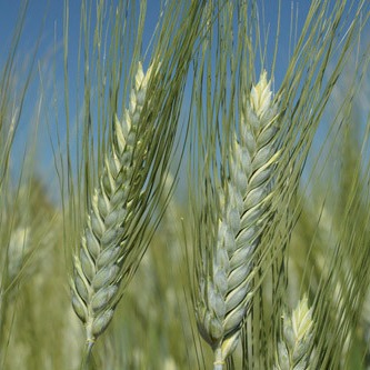 🌾 MIRADOUX – Quando la qualità diventa scelta.
📢 Miradoux di SEMETICA è una varietà di grano duro di nuova generazione, nata per offrire alte rese, eccellenza tecnologica e stabilità produttiva anche negli ambienti più difficili.
Unisce le migliori caratteristiche agronomiche con un profilo qualitativo da filiera di alto livello.
🌾 Caratteristiche agronomiche principali:
• Alternativo – medio-tardivo
• Spiga aristata, di colore bianco e taglia media
• Ottimo peso specifico
• Elevato contenuto proteico
• Indice di glutine molto alto
• Buona tolleranza alle principali patologie fungine
🌱 Perché sceglierlo:
Miradoux è la risposta concreta per chi cerca performance costanti, anche in areali complessi o stressanti.
Grazie alla sua adattabilità ambientale, mantiene qualità e resa elevate in diversi contesti produttivi.
È ideale per gli agricoltori che vogliono coniugare quantità, qualità e affidabilità nel tempo.
📈 Il valore di una scelta vincente:
Dal campo al mulino, Miradoux garantisce una granella di altissima qualità, perfetta per le filiere del grano duro premium.
Un seme certificato e selezionato da SEMETICA, garanzia di innovazione, esperienza e risultati concreti.
👉 Scopri di più su Miradoux e sulle altre varietà nel nostro catalogo:
🌐 www.semetica.it/prodotti
📲 Scopri di più su www.semetica.it
CATALOGO 2025 👉 https://lc.cx/os7kBN
#Semetica #GranoDuro #Miradoux #Agricoltura #Innovazione #Campagna2025 #Cereali #AltaQualità