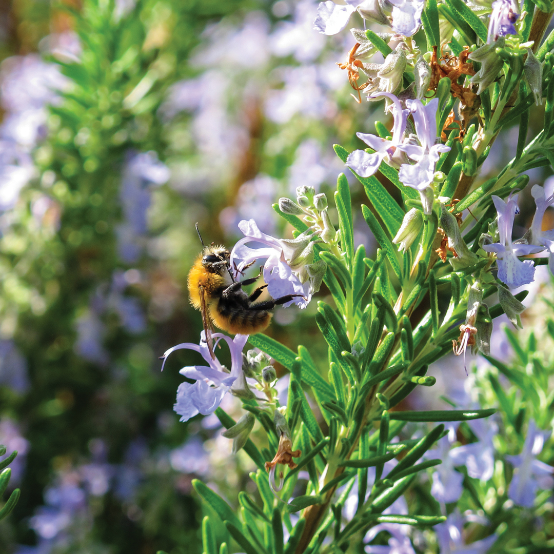 When it comes to inspiring and guiding your clients in the creation of a life-enhancing outdoor space, there is increasing evidence of the benefits that edibles can bring.
Find out more in bio 🔗🌳