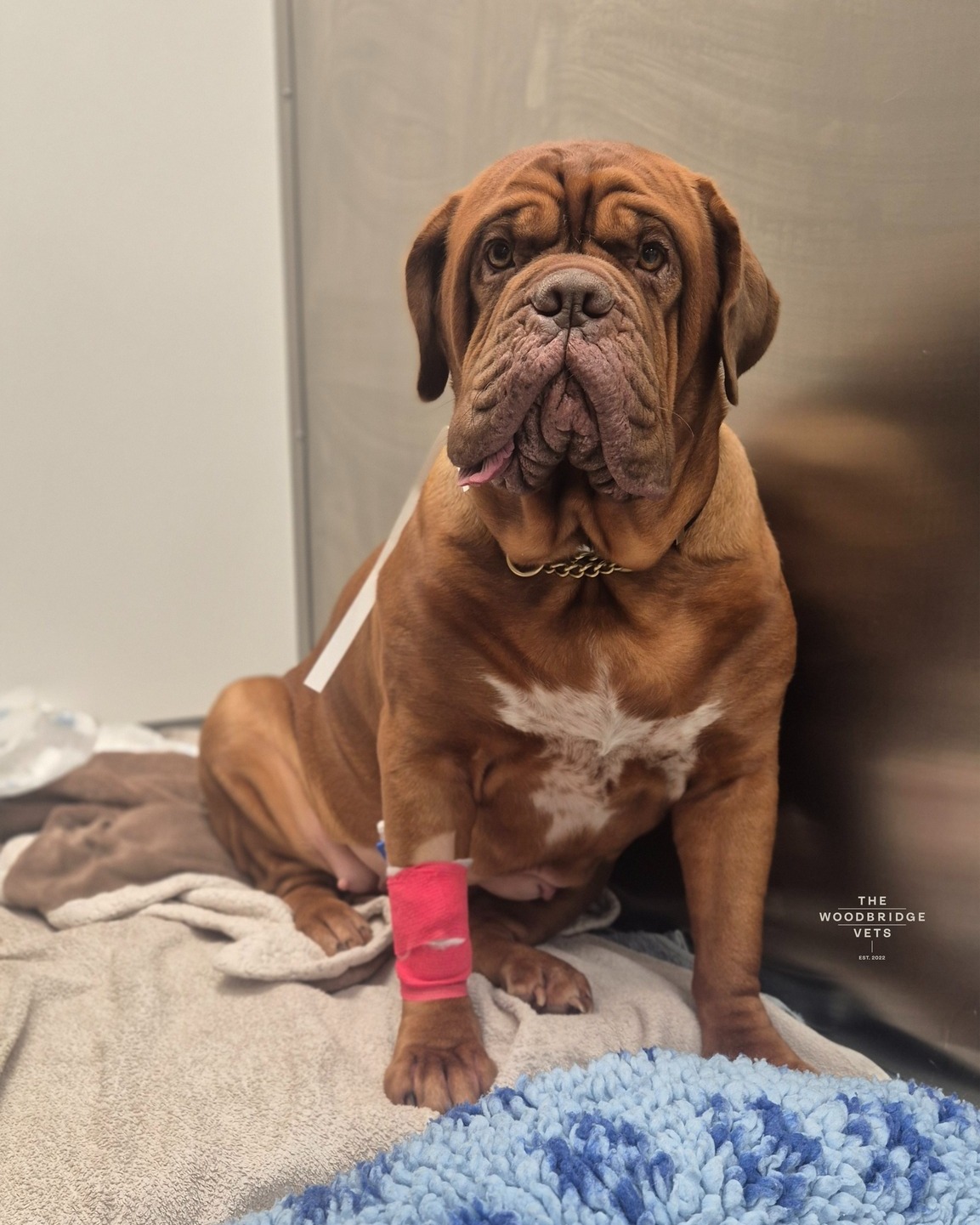 Meet Esme, a gentle and strong 3-year-old Dogue de Bordeaux who came to us feeling a bit off - reduced appetite, intermittent vomiting, and slightly increased thirst. Despite this, she was bright and cheerful on examination. Ultrasound suggested she might be in the very early stages of pyometra, so we advised a spay procedure to keep her safe and healthy 🤎🐾
On the day of surgery, Esme had her slightly enlarged uterus carefully removed during a safe spay procedure and both ovaries were removed smoothly. Thanks to our amazing surgical and nursing team, everything went perfectly, and she received all the care and pain relief she needed.
What a true sweetheart. We’re delighted to report that this brave girl is now on the road to a healthy and happy future 🤎
#thewoodbridgevets #independentpractice #thewoodbridgevetsreferrals #independentpractice #veterinaryteam #canine #veterinaryprocedure #veterinarysupport #veterinarysurgeon #veterinaryclinic #veterinaryservices #veterinarycare #animalhealth #suffolkvets #doguedebordeaux