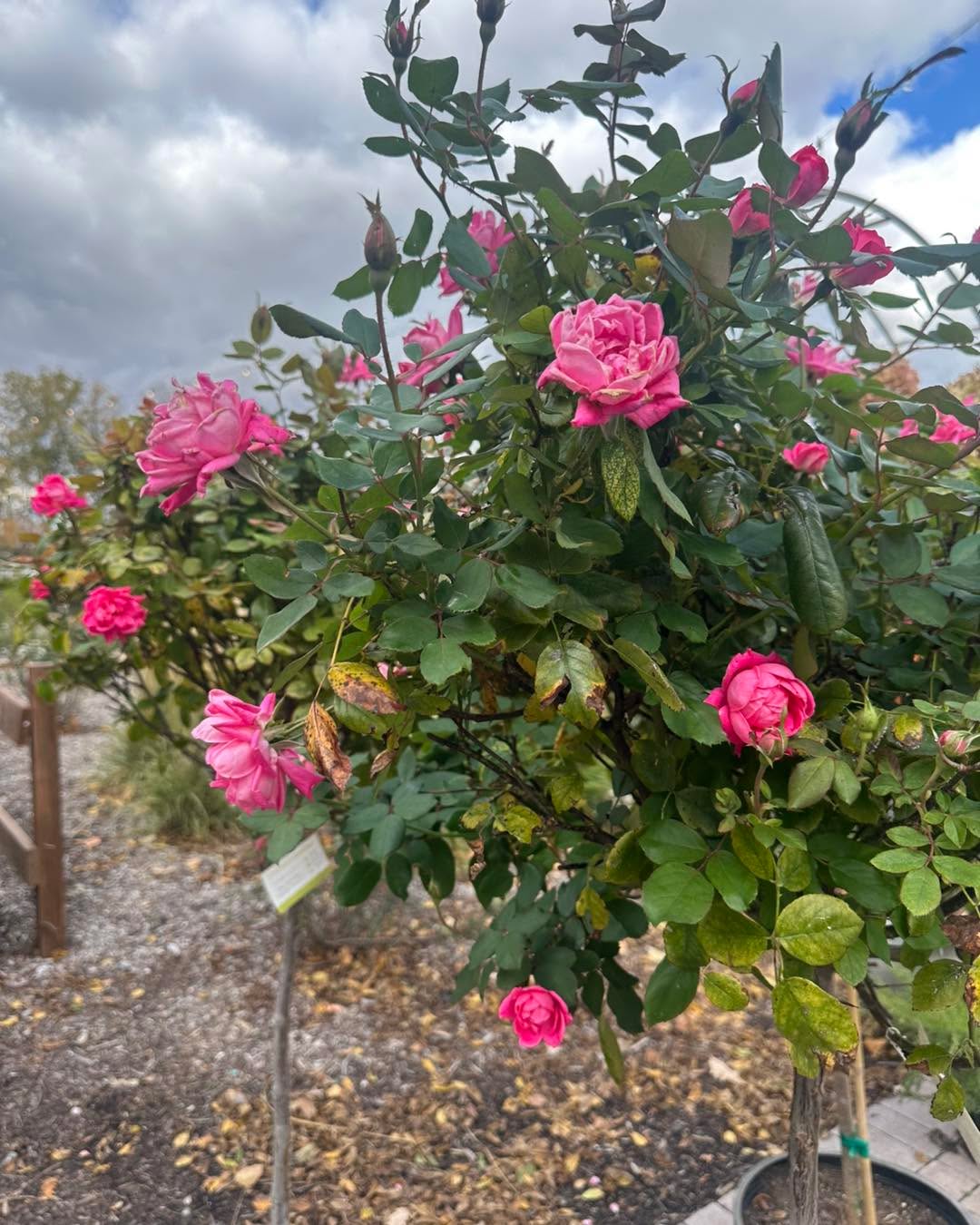 It’s never too late for some trees!
Take advantage of our tree sale!
25% off all trees!
We’re open 10-5!
#gardencenterlife #gardencenter #gardencenters #stcharlesillinois #genevaillinois #bataviaillinois #sugargroveil #oswegoil #stcharlesil #auroraillinois #genevail #oswegoillinois #bataviail #sugargroveillinois #aurorail
