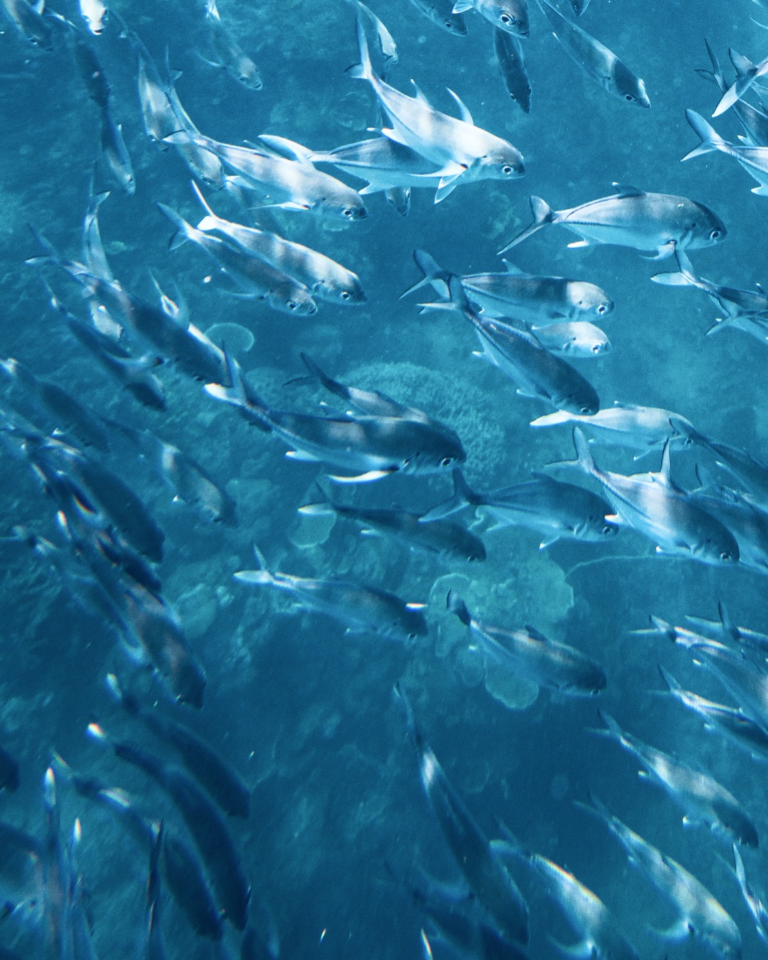 Step into the water and meet your new ocean friends 🐟🐠
Every swim at SETIR is a chance to say hi to our marine life neighbors. Tag someone who would love this kind of adventure in the comments!
sunlighthotelsandresorts.com/setir
#DoseOfSunlight #Palawan #Travel #Philippines