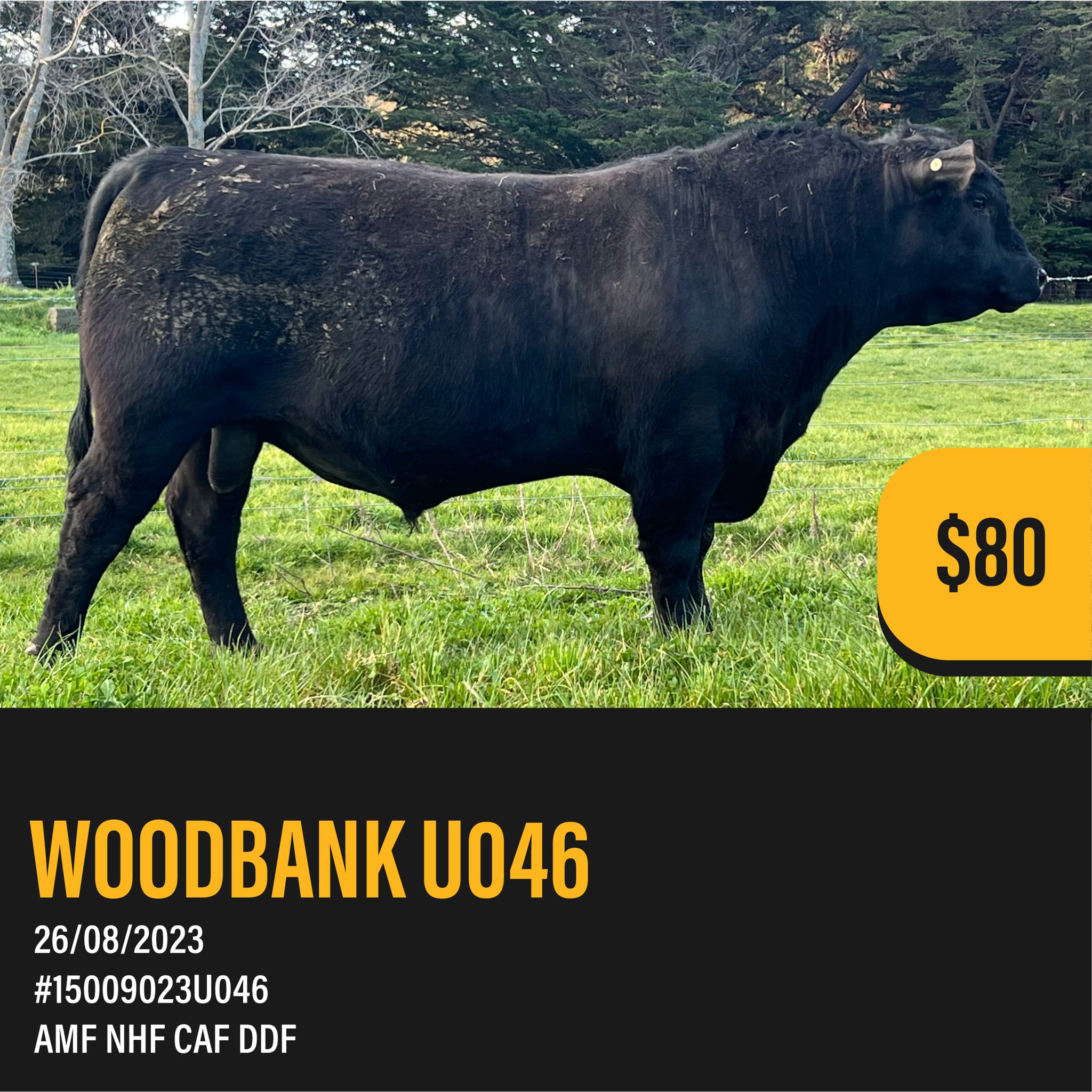 Introducing....
WOODBANK U046
Woodbank U046 is a 1/2 brother to the highest selling bull in Australia this spring Clunie Range Untouchable U441 which sold for an impressive $300,000. U046 was used as a yearling at Woodbank and went on to be retained for his unmatched maternal value and market relevance. Dam Woodbank 5150 is a 10 year old matriarch and has just given birth to her 8th calf. Sheโs moderate in frame, well uddered and has those functional easy doing attributes we look for in our females. U046 is soft skinned with sound structure and has the ability to be used in a variety of programs!!