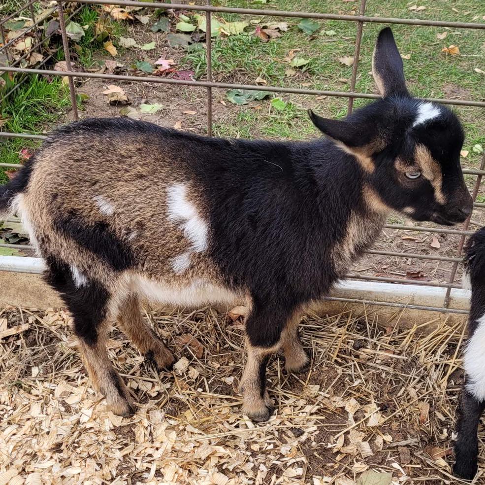 UPDATE: All the goats are sold! Thank you!
Are you missing something in your life? We know what you need… BABY GOATS! And we are here to help you: We have 3 goats for sale!
-All males, mixed breed, born this fall.
-$100 for one (discount for taking two or all three—$75 for the second and third)
-No horns. Set to be fixed this week unless you want to keep them for breeding (speak up now!)
-Each comes with tags.
Questions? Interested? Call Barb at 616-887-1281.