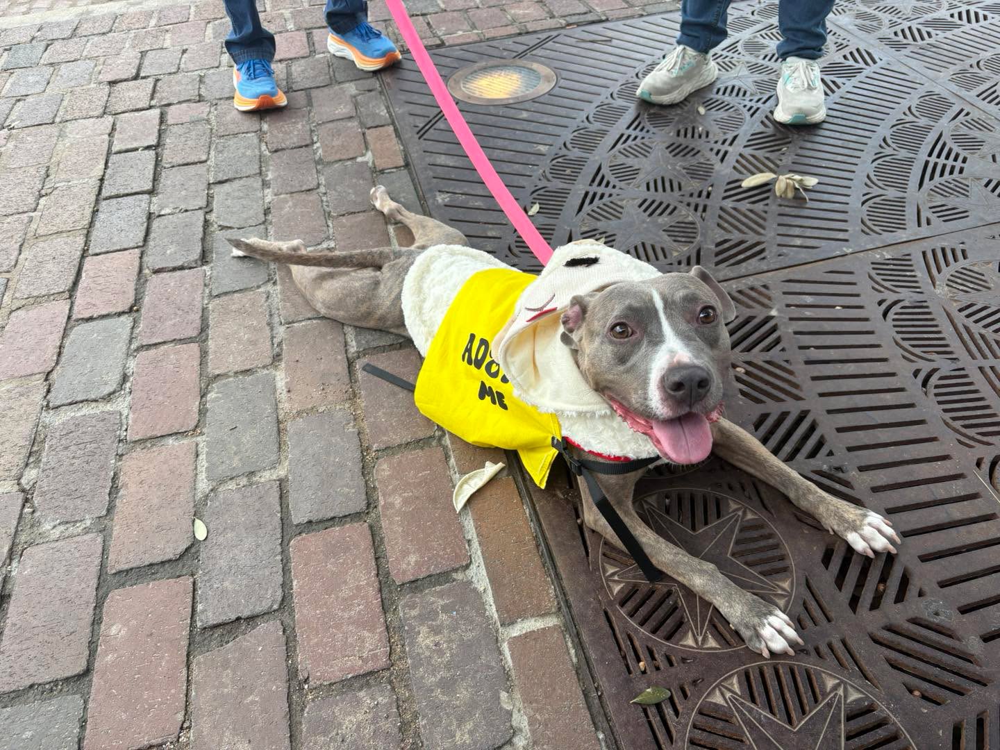 Herd You Needed A Dog is off to a great start! The weather is perfect and the dogs are ready to meet their new families. Come on down until 4 PM to meet your new best friend!