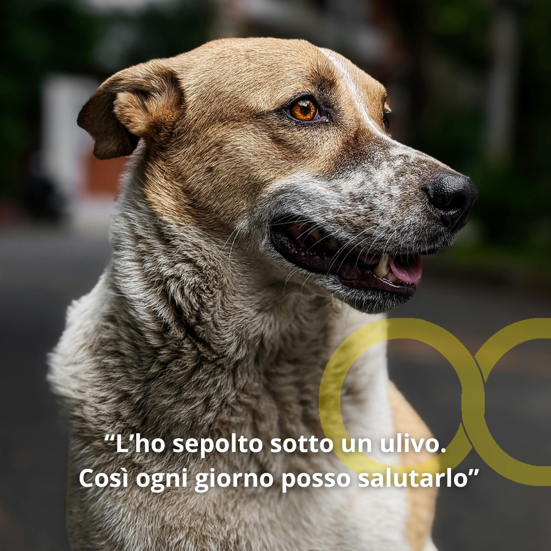 Ci sono legami che nemmeno la morte può spezzare.
Solo chi ha amato davvero un animale sa quanto resti viva la sua presenza, ogni giorno, in un gesto, in un profumo, in un angolo di casa.🐾🐕🐶
Oggi vogliamo raccontarvi la storia di Ettore e Otto, un amore semplice e puro, come quello che solo un cane sa donare. 🤍
#cremazioneanimali #organizzazionecattolica #amoreeterno #otto #roma #rispetto #ricordo #ulivo #amicizia #cuore