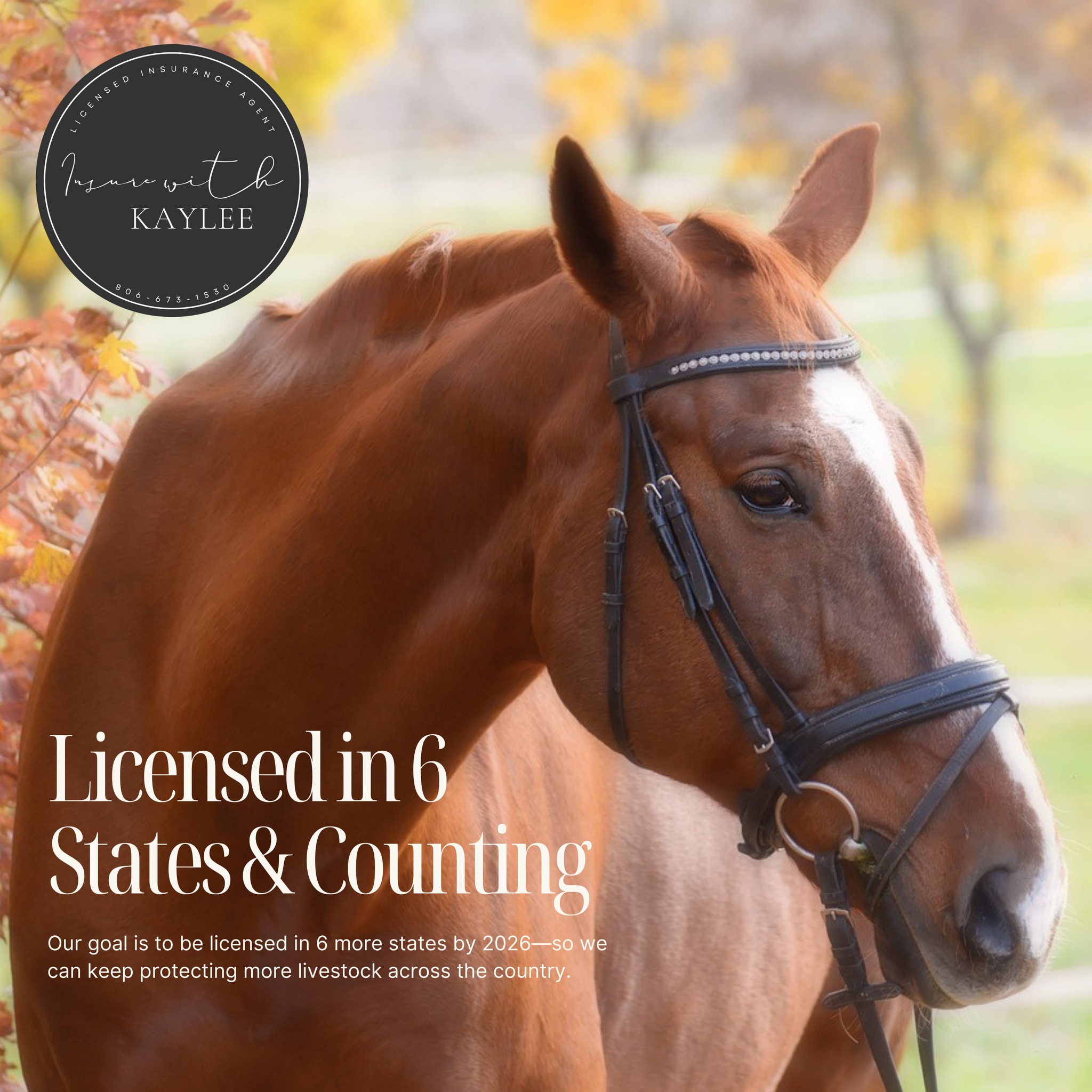 Licensed in 6 states and growing!
My 2026 goal? Add 6 more to keep serving clients across the U.S.
#InsureWithKaylee #CattleInsurance #EquineInsurance