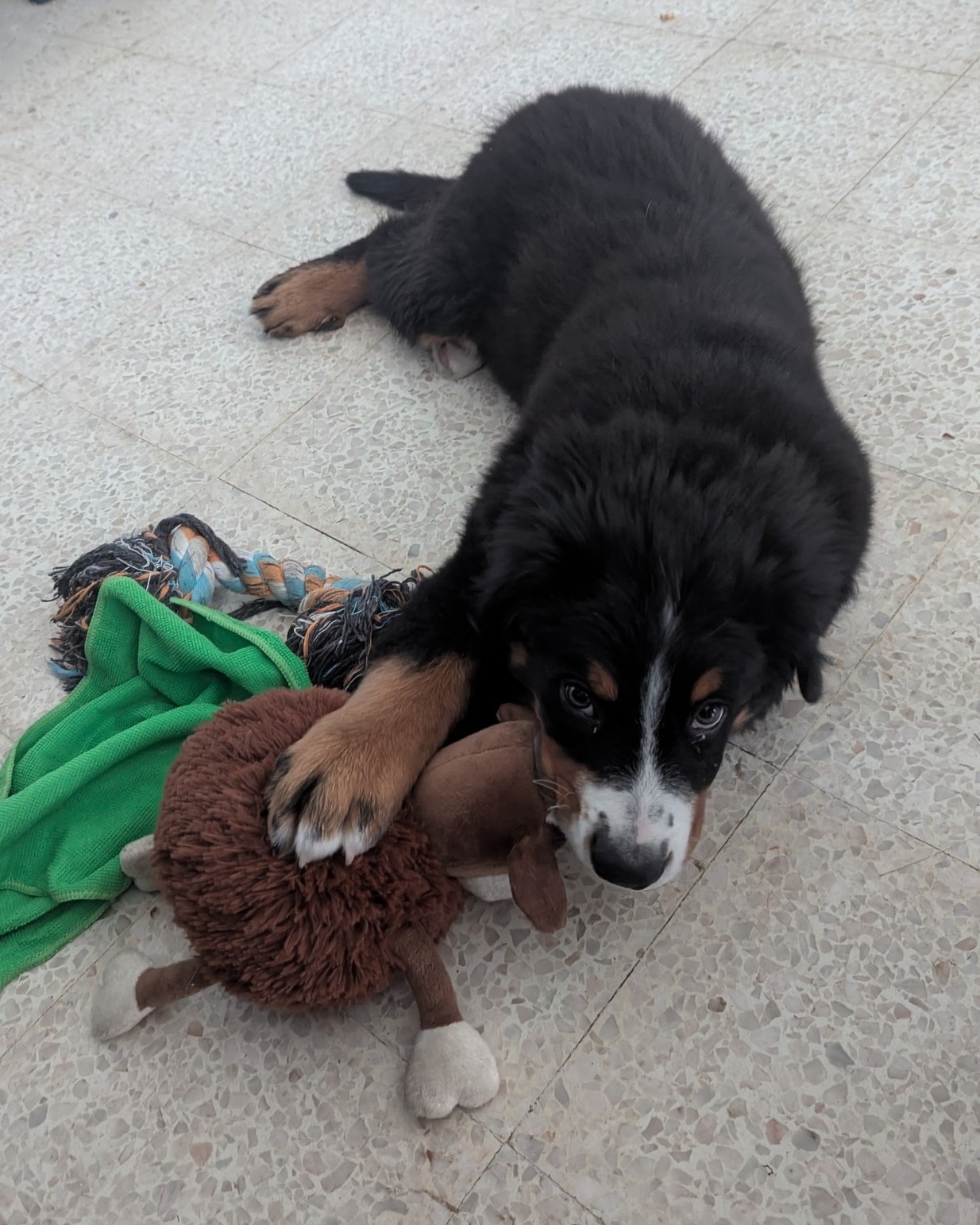 Une journée à la garderie, c’est l’occasion de se défouler, de rencontrer des copains et de rentrer bien fatigué à la maison 🐶💤
Chez LROCKET, chaque chien profite d’une journée adaptée à son rythme et à son tempérament.
👉 Vous pouvez retrouvez toute mes prestations sur www.lrocket.fr
#garderiechien #bienetreanimal #lrrocket #sudouest #doglife #gardechien #reveletcompagnie