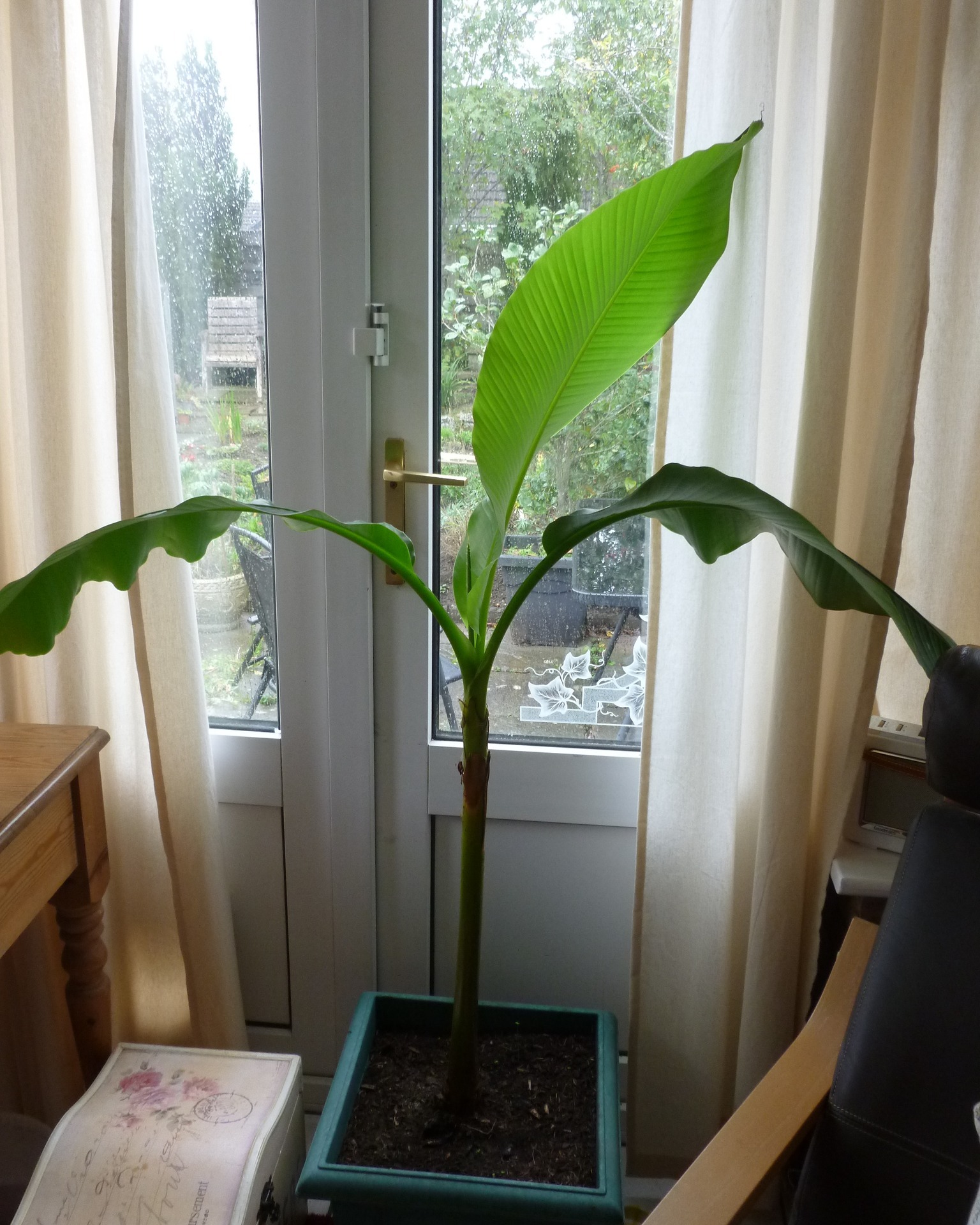 So... inspired by gardens in Spain, I came home and bought a Japanese banana 'tree' intended for outside during the summer. It was a bit sad and dilapidated but it looked promising. The battered leaves have gone and those in the picture have all grown - since 18th September, when I brought it home. It's in the process of growing another new leaf now and if it keeps on as it is, I think I'm in trouble!
#bananatree #hardybanana #musabasjoo #japanesebananaplant