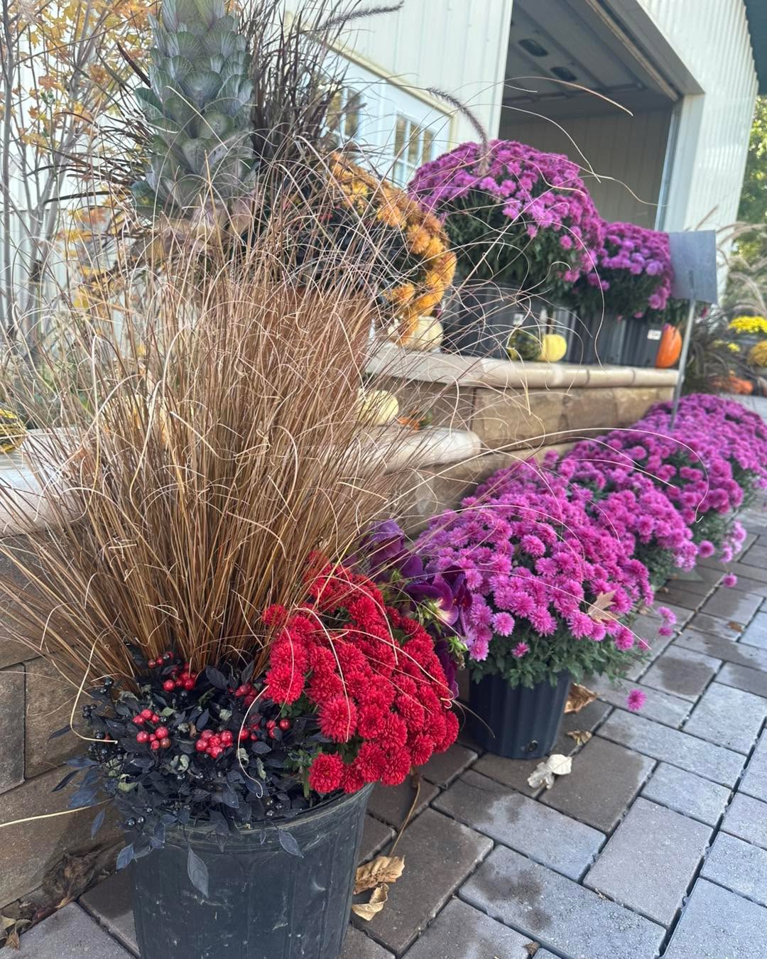 *Closing Day Friday October 31st 2025!*
Take advantage of our sales this week! It is our last week open until Thanksgiving Weekend for Christmas
45% off Annuals, Perennials, Shrubs, and Trees!
We’re open 10-5!
#gardencenters #gardencenterlife #gardencenter #stcharlesillinois #genevaillinois #bataviaillinois #sugargroveil #oswegoil #stcharlesil #auroraillinois #genevail #oswegoillinois #bataviail #sugargroveillinois #aurorail