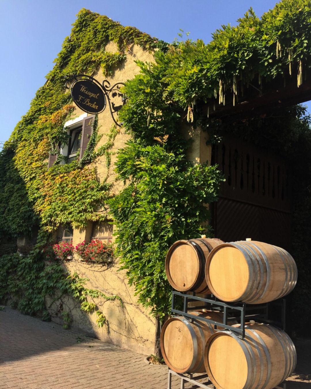 Esta bodega familiar se encuentra ubicada en Schweigen-Rechtenbach, en la región vinícola de Pfalz (Palatinado), Alemania, a tan solo 500 metros de la frontera francesa con Alsacia.
Hablamos de una larga historia vitivinícola de siete generaciones, pero fue Friedrich Becker Sr. quien en 1973 revolucionó la bodega al dejar de vender uvas a la cooperativa y comenzar a embotellar sus propios vinos, enfocándose en la calidad y el estilo borgoñón. Destacan por su compromiso con prácticas que fomentan la salud del suelo y la biodiversidad en los viñedos, evitando la irrigación artificial y promoviendo la vida de insectos beneficiosos.
Son pioneros en Alemania en la elaboración de vinos Pinot Noir de alta calidad (Spätburgunder), a menudo comparados con los de Borgoña.
🍷@weingutfriedrichbecker