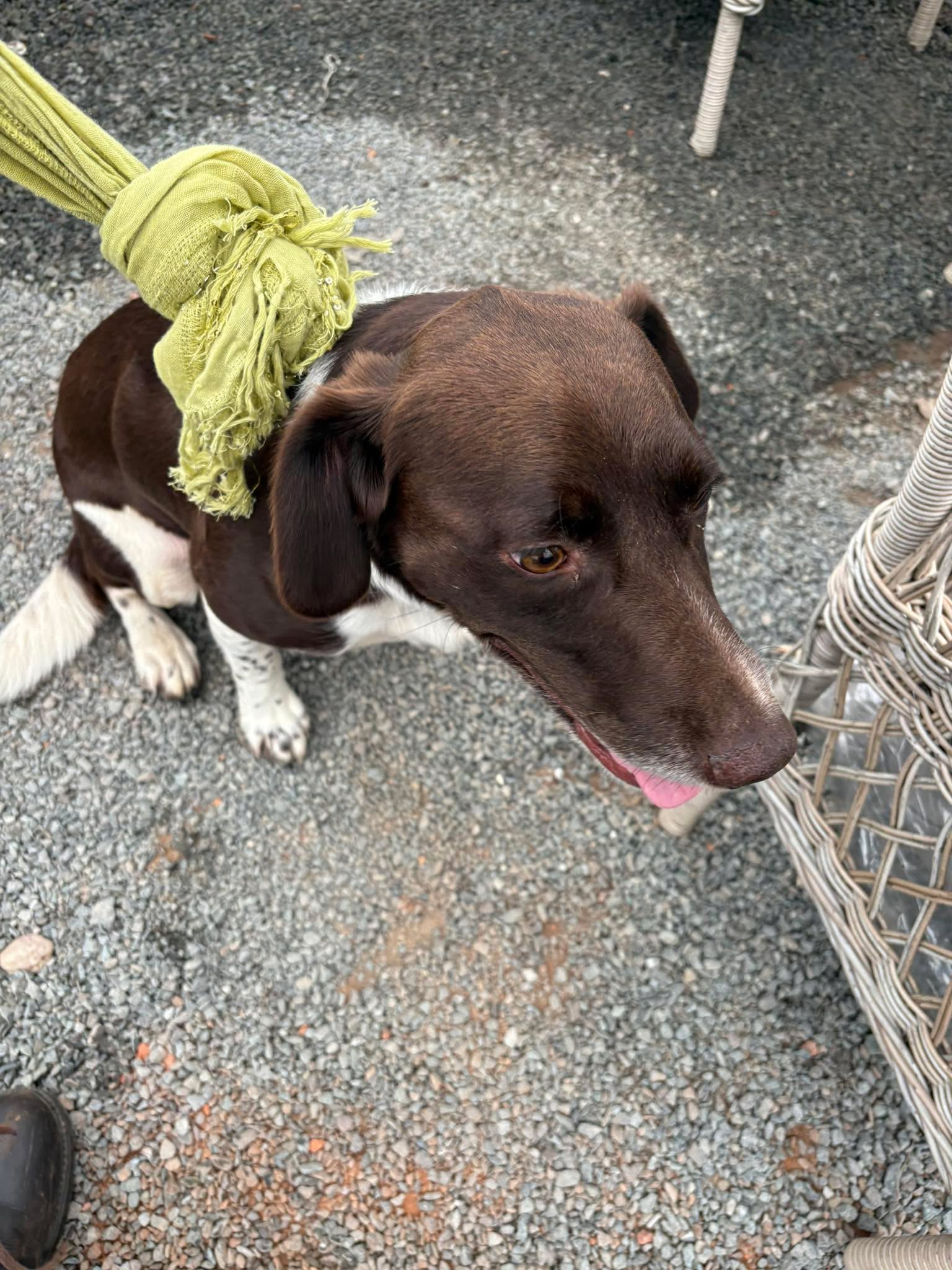 Anyone recognise this dog? Found Stanford bridge! UPDATE OWNER FOUND X