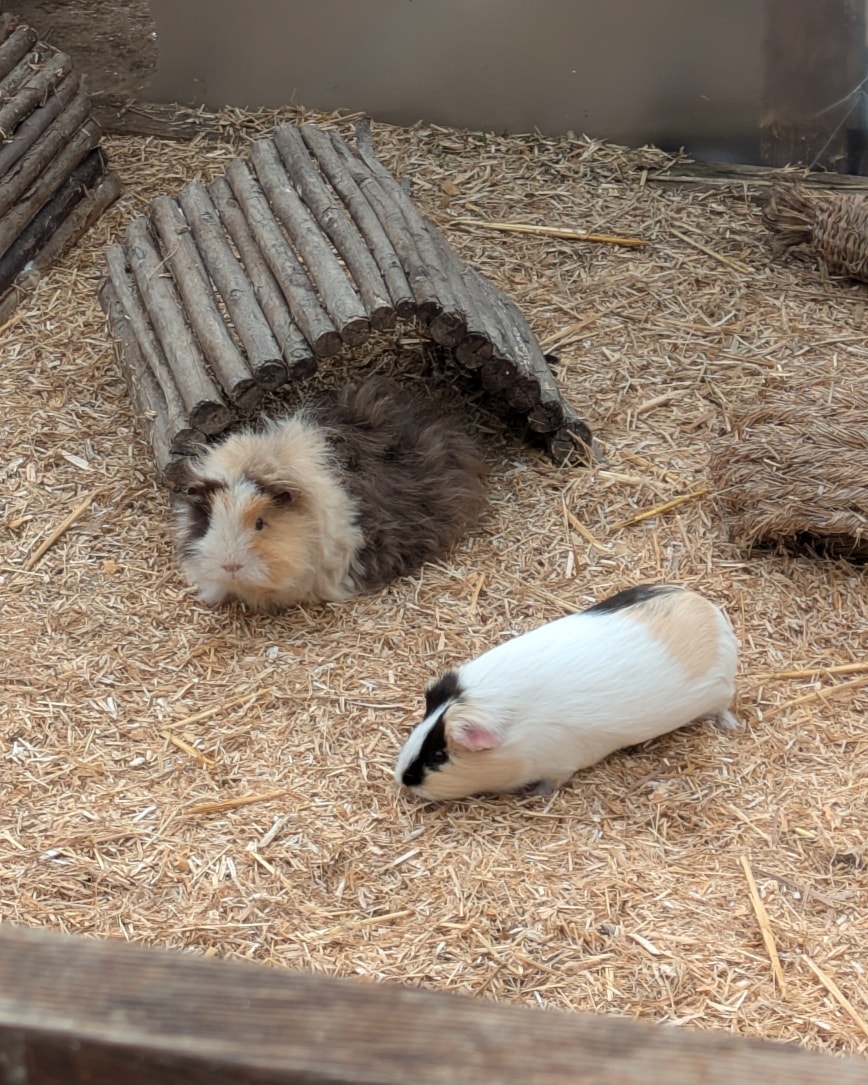 These two beautiful Guinea Pigs ( Snuggles and Dotty) have joined our little herd of girls.
Unfortunately their owner due to ill health could no longer care for them and they reached out to us for help.
They are doing really well and are enjoying the space and company .