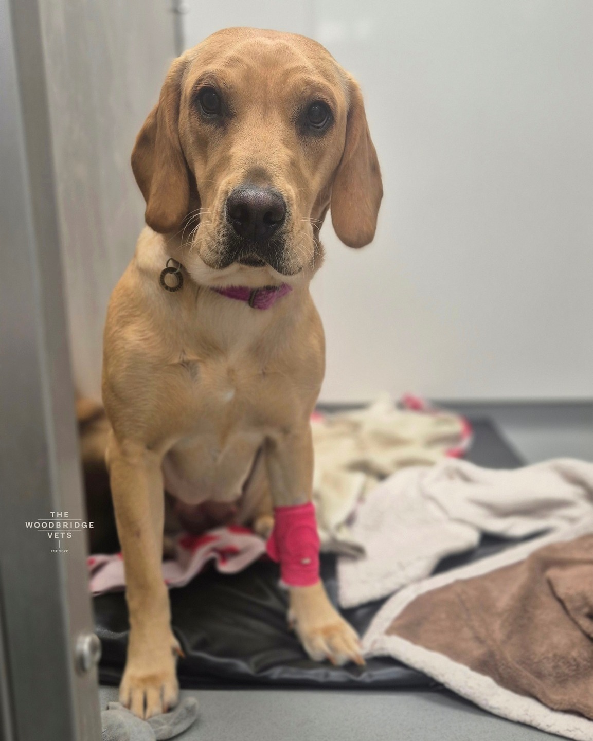 Meet Roo, a lovely Labrador Retriever who came to us for a laparoscopic spay procedure. Roo was calm, friendly, and full of tail wags, making her a dream patient from the moment she arrived ❤
The laparoscopic approach allowed us to perform the surgery minimally invasively, meaning smaller incisions, less discomfort, and a quicker recovery. Our surgical team carefully removed Roo’s ovaries while keeping her safe and comfortable under general anaesthesia.
Roo handled the procedure like a superstar, and with pain relief and attentive post-operative care, she was soon back to her happy, playful self - ready for cuddles, walks, and all the adventures Labradors love! ❤
#veterinaryservices #veterinarysupport #canine #veterinarycare #veterinaryprocedure #veterinaryteam #thewoodbridgevetsreferrals #veterinarymedicine #independentpractice #animalhealth #lapspay #lapspayprocedure #canine #labradorretriever #dogslovers