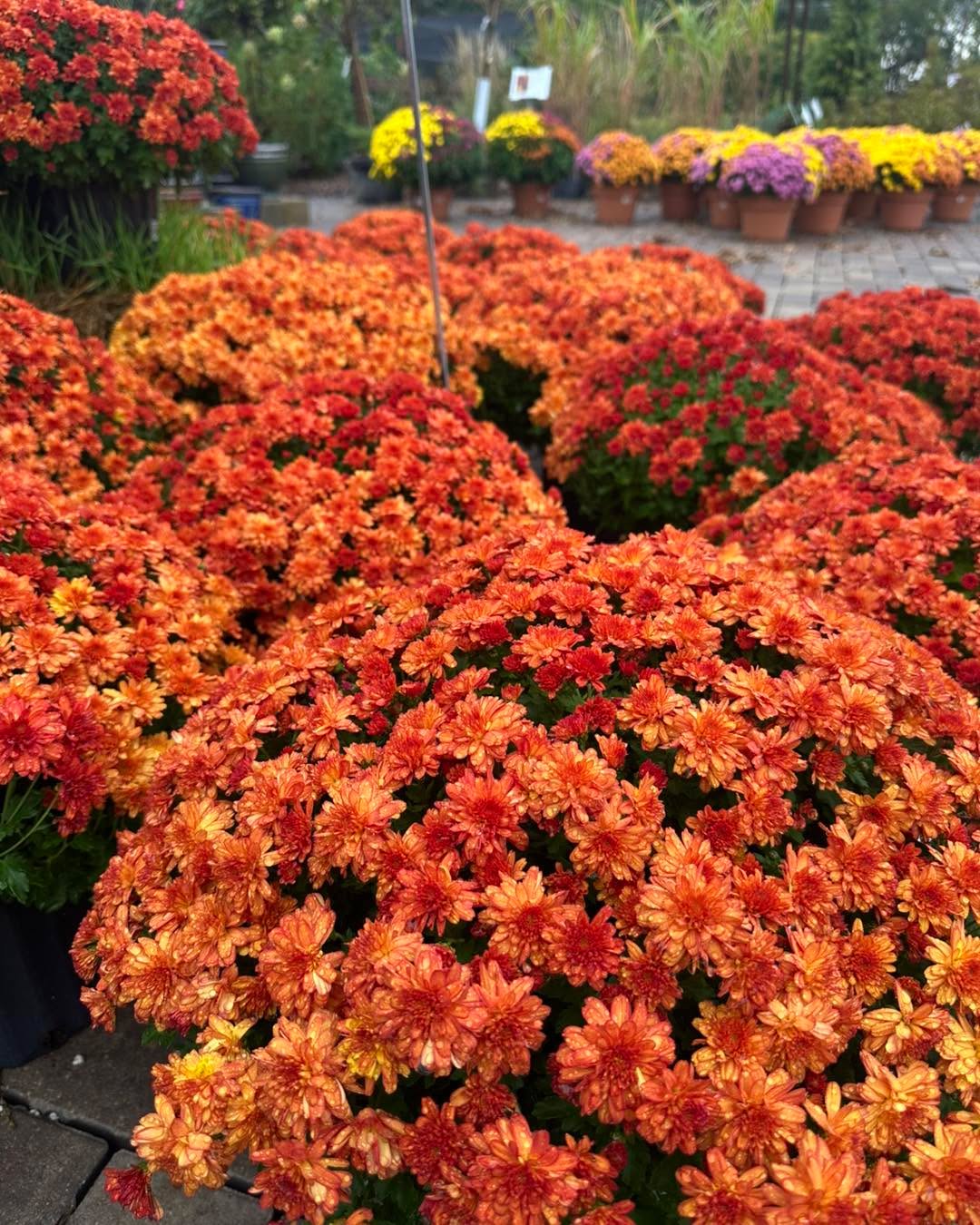 Need more color as the days get colder?
We’ve got a rainbow of Mums here at the nursery to complement any garden or house.
We’re open 10-5!
Take advantage of our sales!
#gardencenterlife #gardencenter #stcharlesillinois #genevaillinois #bataviaillinois #sugargroveil #oswegoil #stcharlesil #auroraillinois #genevail #oswegoillinois #bataviail #sugargroveillinois #aurorail