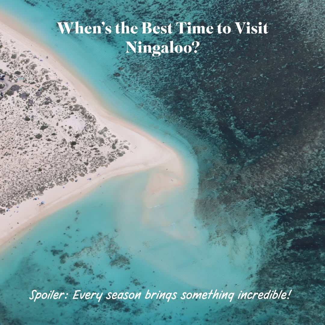 ✨ Not sure when to visit Ningaloo? Here’s your month-by-month guide to the magic beneath the waves! ✨
From whale sharks and humpbacks to manta rays, turtles, and playful dolphins — every season along the Ningaloo Coast brings its own unforgettable encounters. 🐋🐢🩵
🌴 Whether you join us in Exmouth for whale shark and whale watching season, or in Coral Bay for year-round manta ray adventures, one thing’s for sure — there’s never a bad time to visit Ningaloo.
👉 Swipe through to discover the best times of year to meet each of our incredible marine locals!
📸 credit @ollieclarkphoto
#OceanEcoAdventures #NingalooReef #WhaleSharkSeason #MantaRayMagic #WhaleWatching #CoralBay #ExmouthWA #SeeAustralia #MarineWildlife #EcoTourism