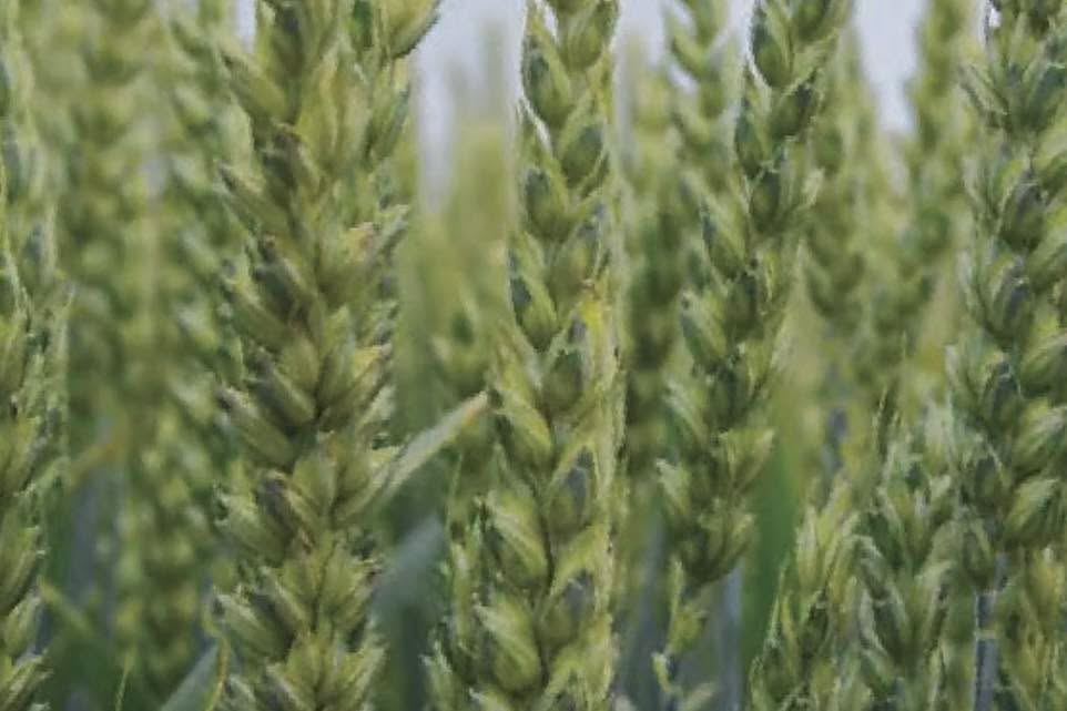 🌾 RGT Algoritmo di SEMETICA – Grano tenero di qualità e affidabilità.
Una varietà pensata per un’agricoltura moderna e performante. Presente nella carta del Mulino.
👉 Semi alternativi di taglia medio-alta
👉 Ottima resistenza al freddo e all’allettamento
👉 Spiga mutica e alta stabilità produttiva
💪 Con valori agronomici da medio a eccellente, Algoritmo garantisce:
• Fertilità di spiga elevata
• Peso specifico e peso mille semi superiori
• Grande adattabilità ai diversi ambienti di coltivazione
🔬 Per chi cerca risultati concreti, RGT Algoritmo è la scelta che coniuga resa, qualità e innovazione.
📲 Scopri di più su www.semetica.it/algoritmo
CATALOGO 2025 👉 https://lc.cx/os7kBN
#Semetica #Algoritmo #GranoTenero #CartaDelMulino #Agricoltura #Innovazione #Campagna2025
