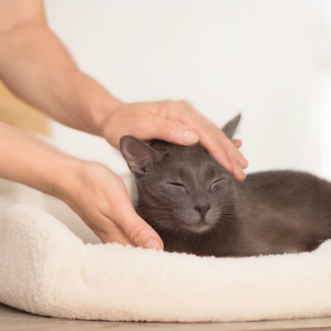 Happy National Black Cat Day! 🐈⬛
Today we celebrate black cats and help raise awareness about how wonderful they really are! Despite old myths, black cats are just as loving and full of personality as any other cat.
🐈⬛ Cool Facts About Black Cats 🐈⬛
🐾 They can change colour in the sun.
Black cats sometimes develop a reddish-brown “rust” tint when exposed to sunlight, it’s caused by a pigment called pheomelanin, the same found in red hair!
🐾They’re seen as good luck in many cultures.
In Japan, black cats are believed to attract love and prosperity. In Scottish folklore, a black cat arriving at your home is a sign of good fortune.
🐾 They’re natural charmers.
Studies suggest black cats often have calm, friendly temperaments and adapt well to different environments making them great companions.
🐾 They’ve been sailors’ favourites.
Sailors once kept black cats on ships for luck and to protect them from storms. They were also valued for keeping mice at bay!
🐾 Their fur might make them healthier.
Some researchers believe the genes responsible for black fur may also offer resistance to certain diseases, a fascinating evolutionary advantage.
Unfortunately, these lovely cats are often overlooked:
🐾 An Essex-based report found on average, black cats wait about 29 days to be rehomed, compared with roughly 9 days for grey tabby cats.
🐾 At a specific centre of Cats Protection in Kent (2023) 79 of 370 cats rehomed were black; the black cats averaged 44 days to rehome from readiness, other colours averaged 21 days.
🐾 A survey by Agria Pet Insurance found 100% of UK rescue organisations surveyed said black cats are harder to rehome than other colours. Moreover 55% of those said “appearance or colour” was the main reason for non-adoption.
At Furapy, we’re here to help every cat feel and move their best. Our physiotherapy sessions support cats recovering from injuries, dealing with stiffness, or needing a little extra care to stay active and comfortable.