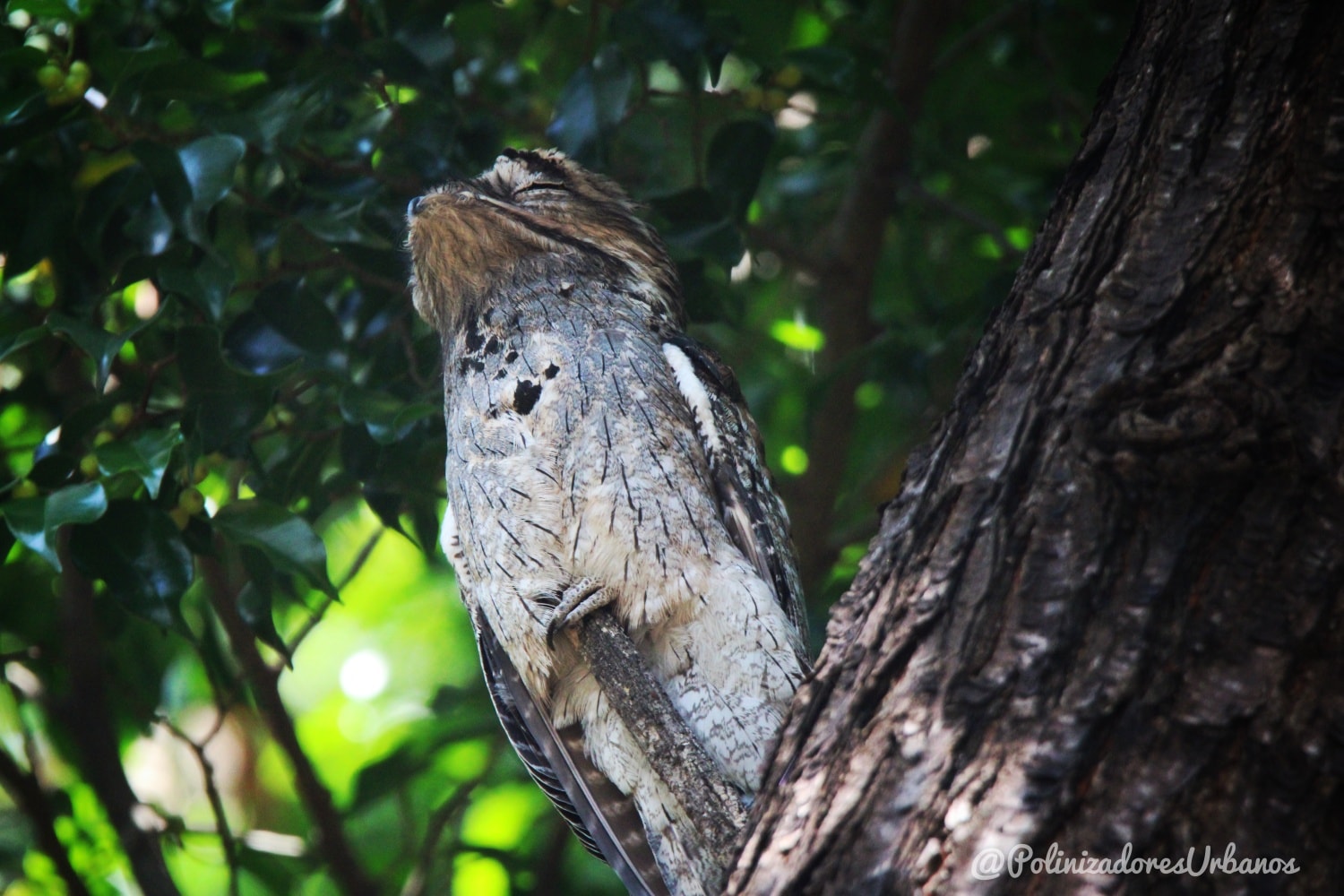 Sería muy fácil pasar a un lado de este árbol sin darse cuenta de que hay alguien ahí... pero quienes ponemos atención quizás ya nos hemos encontrado con uno de estos vecinos urbanos.
Este es el pájaro estaca norteño 𝑵𝒚𝒄𝒕𝒊𝒃𝒊𝒖𝒔 𝒋𝒂𝒎𝒂𝒊𝒄𝒆𝒏𝒔𝒊𝒔 un ave nocturna que se camufla perfectamente entre las ramas gracias a su coloración y postura, pareciendo literalmente una estaca o parte del tronco
Lamentablemente, muchas personas aún lo confunden con “brujas” o “aves de mal agüero” lleva a que sean perseguidos, apedrados y heridos por el ser "humano"
Pero en realidad, el pájaro estaca es una parte importante de nuestros ecosistemas , pues ayuda a controlar poblaciones de insectos y demuestra la asombrosa diversidad de vida que aún habita en nuestras ciudades
📍 Fotografía tomada en el parque los cerritos
#avesurbanas #biodiversidad #educacionambiental