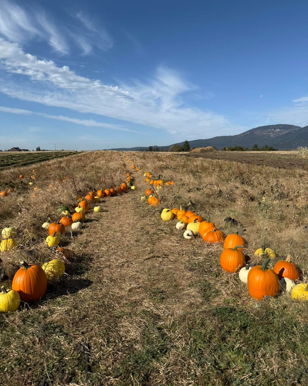 Nice weekend to get your pumpkins! Open all daylight hours, every day until sold out.
The hazelnuts are also open for collecting off the ground. Second pic shows the area. $5 a lb. Look up directions online to see how long you should dry them and what not.
We have orange, white, yellow pumpkins this year!
We kept things a little more adventurous and just cut paths through the patch to wander through. The left side of the patch has been precut, if you want to venture further, bring your own tool to cut the stem.
$.50 cents a lb with a $5 minimum.
Most will weigh 5-35 lbs each.
Park in the back facing east as if you were parking to pick strawberries. Do not block roadways.
Cash or Venmo.
Please use the Atlas entrance! 14872 N Atlas Road Rathdrum Idaho 83858