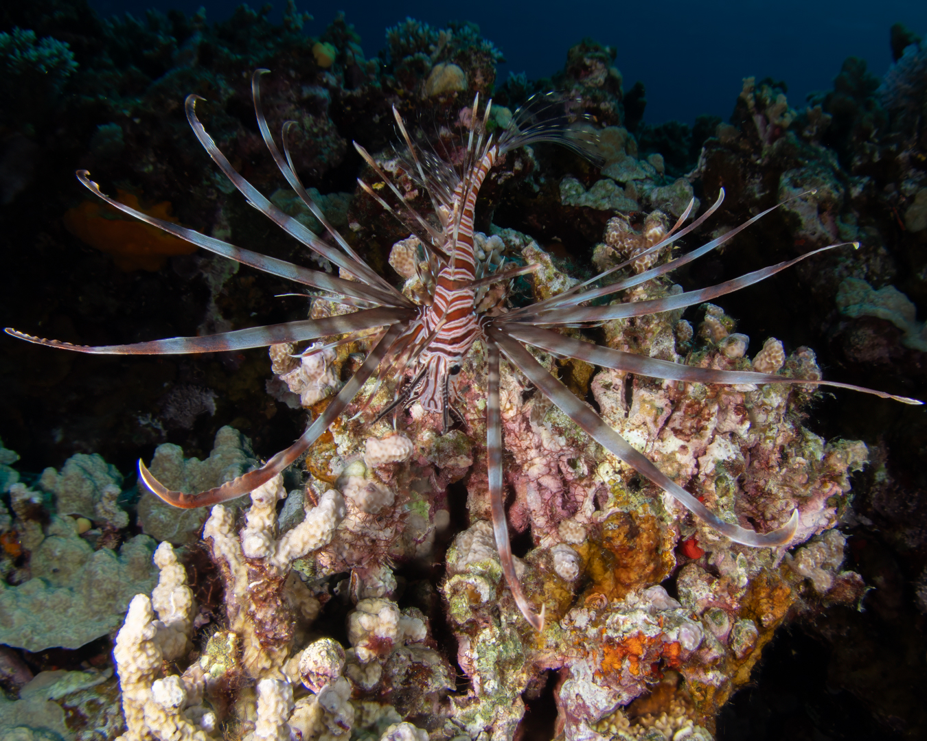 ๐๐๐ ๐๐ข๐จ๐ง๐๐ข๐ฌ๐ก (๐๐ญ๐๐ซ๐จ๐ข๐ฌ ๐ฏ๐จ๐ฅ๐ข๐ญ๐๐ง๐ฌ)
One of the things we really like about the nauticam EMWL lens system is the ability to capture the entire fish for species such as this lionfish whilst still using a macro lens - in this case clearly showing the fishes elegant fins rather than just a head shot.
The red lionfish is one of may species of lionfish that we see on our dives at Havannah Harboour, Vanuatu (and is native to this region!)
๐ธJohn Warmington
๐๐๐๐ง ๐ญ๐จ ๐๐ข๐ฏ๐ ๐๐ง๐ ๐๐ข๐ง๐ ๐ง๐๐ฐ ๐๐ซ๐ข๐ญ๐ญ๐๐ซ๐ฌ?
Link in bio
#underwaterphotography #reefcritters #marinelife #divevanuatu #oceanconservation #critterspotter #vanuatumoments #karmawatersvanuatu #lionfish